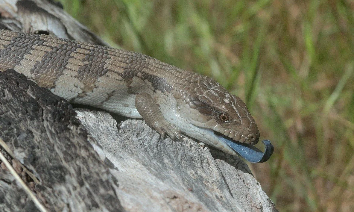 blue tongued lizard.jpg