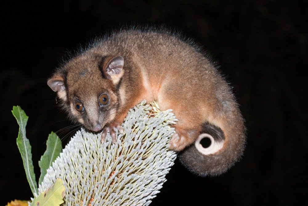 Ring-tailed possum.jpg