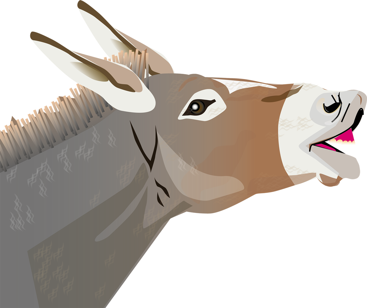 Tiere in der Schweiz Esel