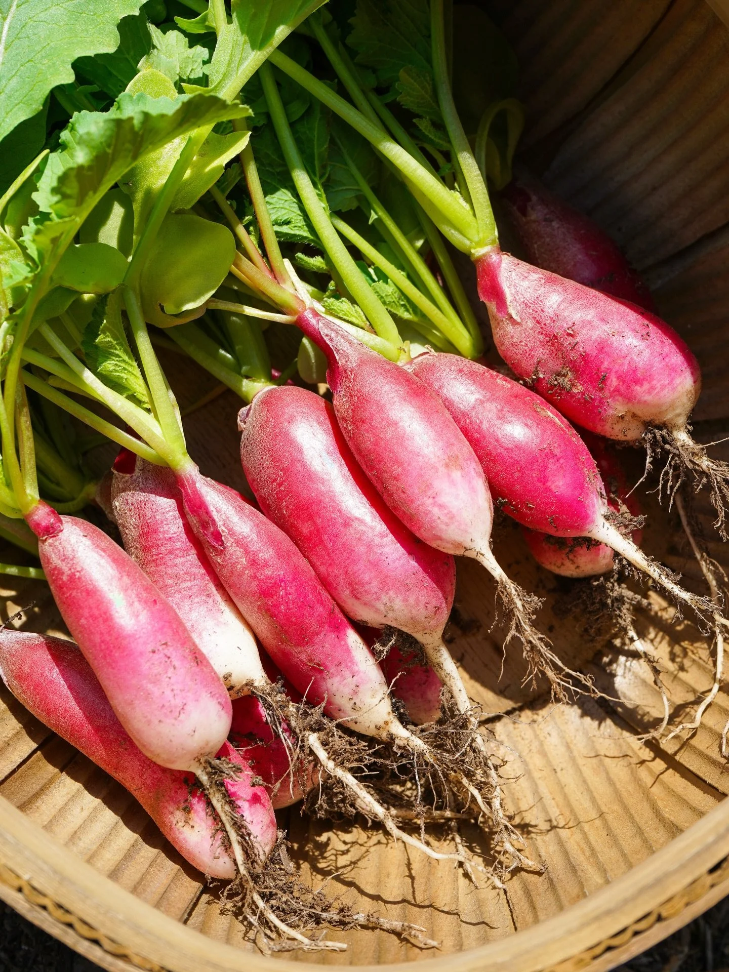 A few harvest photos from late summer last year 🫜

Working from home and for myself has been the best decision. Between screen time, meetings, and time in the kitchen, any spare moment you&rsquo;ll probably find my hands in some dirt. It&rsquo;s my 