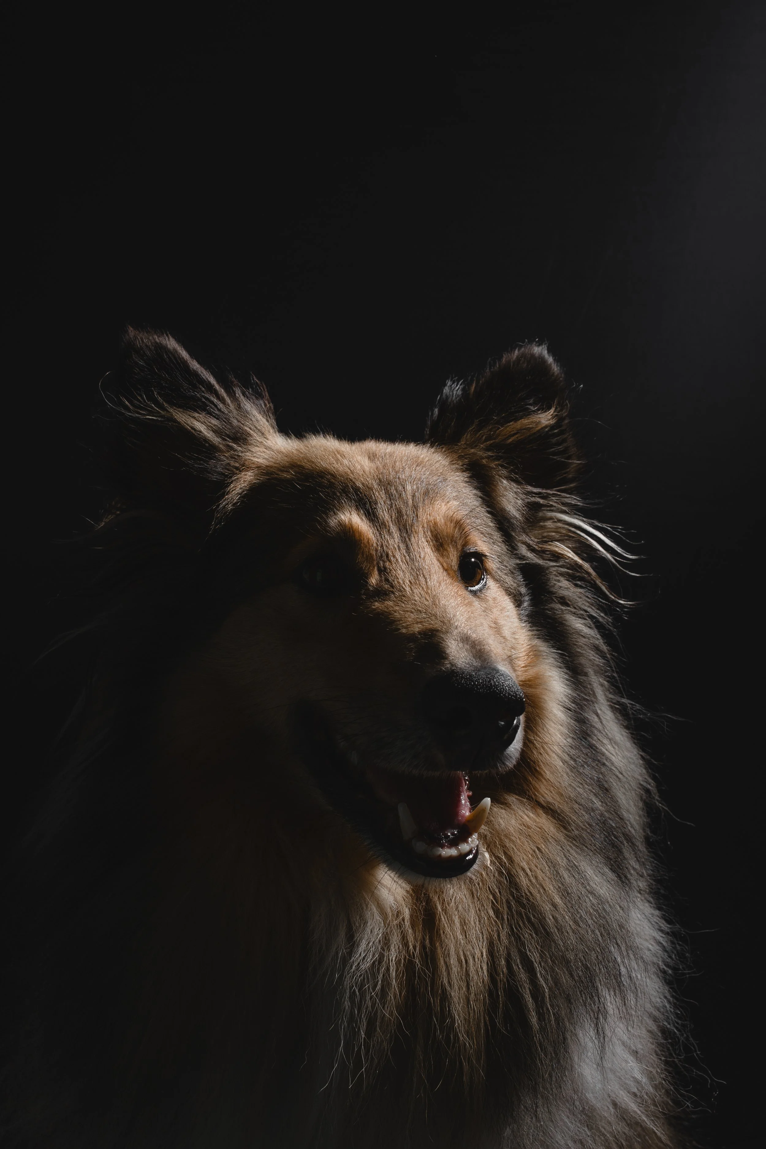 kat fotografie fine art canvas wall art honden studio aan huis fluffy faces by cindy vanderlinden