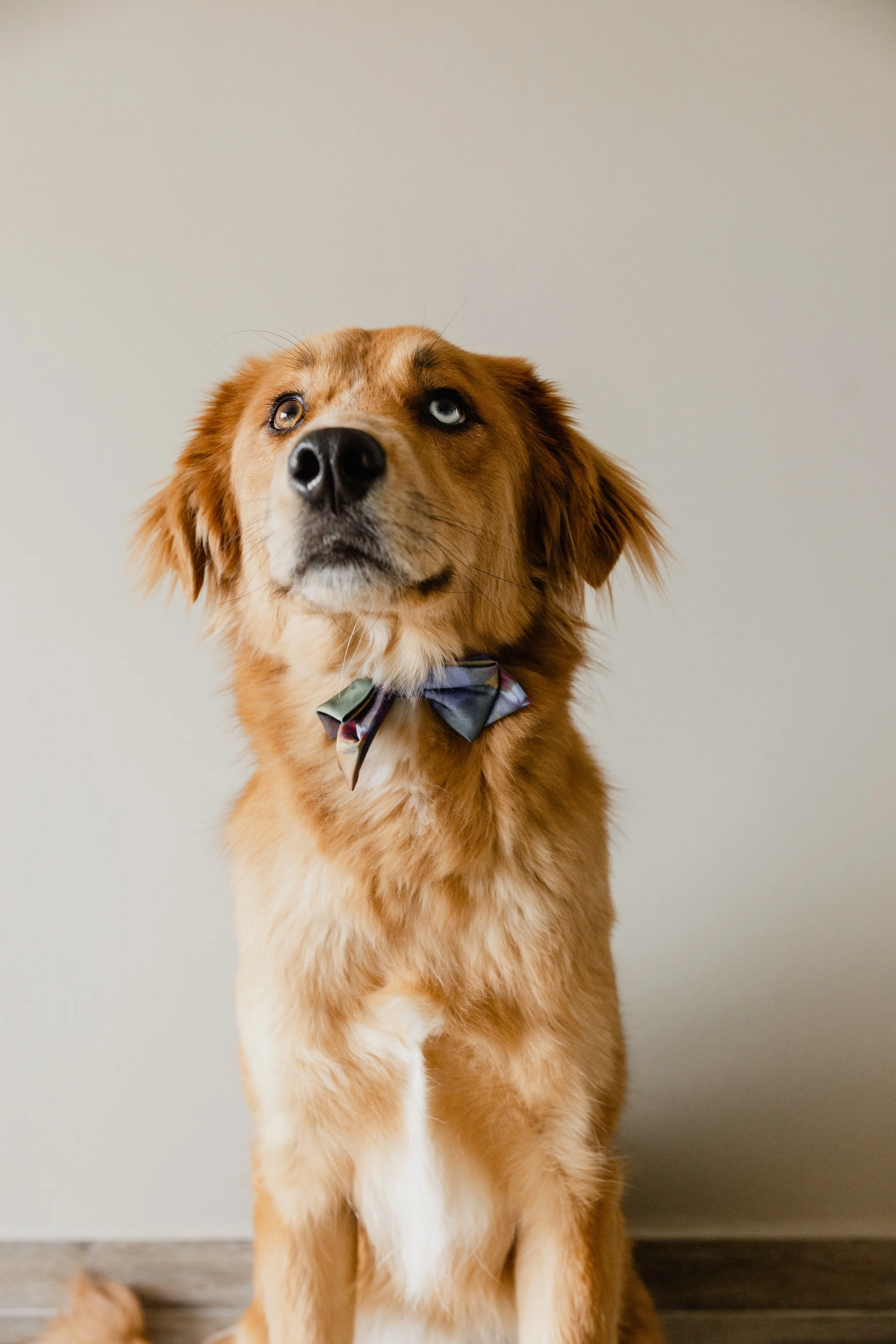FOTOGRAAF OPGLABBEEK KOPPEL SHOOT GEZIN HOND