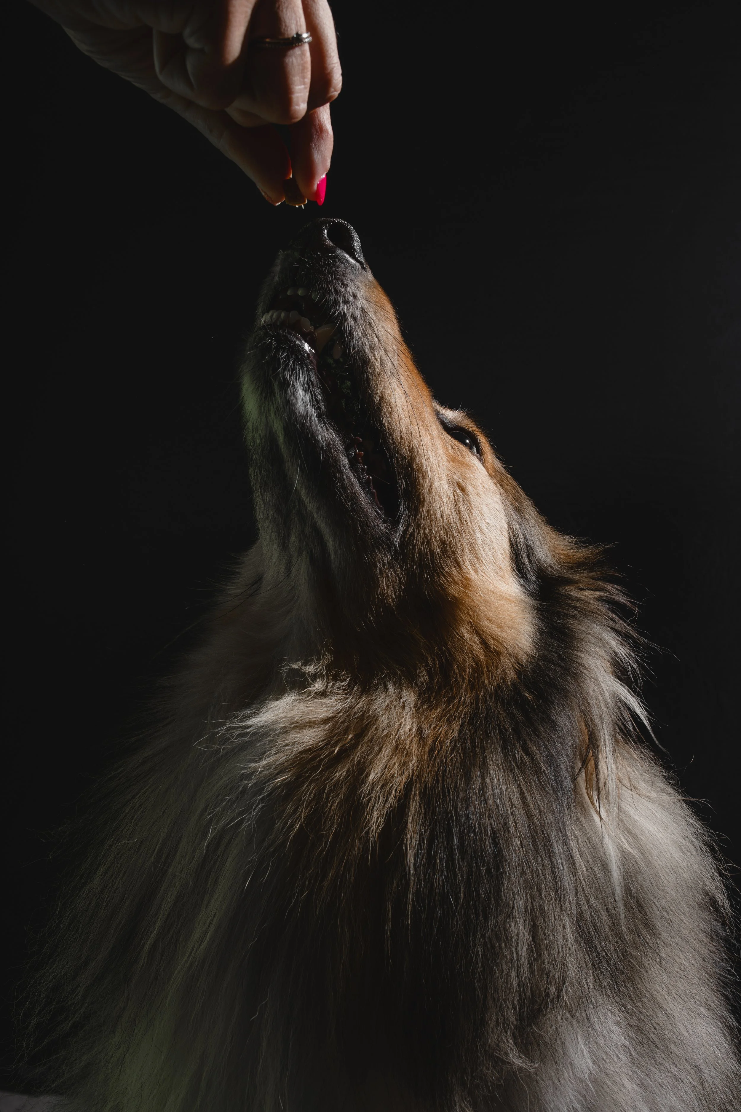 kat fotografie fine art canvas wall art honden studio aan huis fluffy faces by cindy vanderlinden