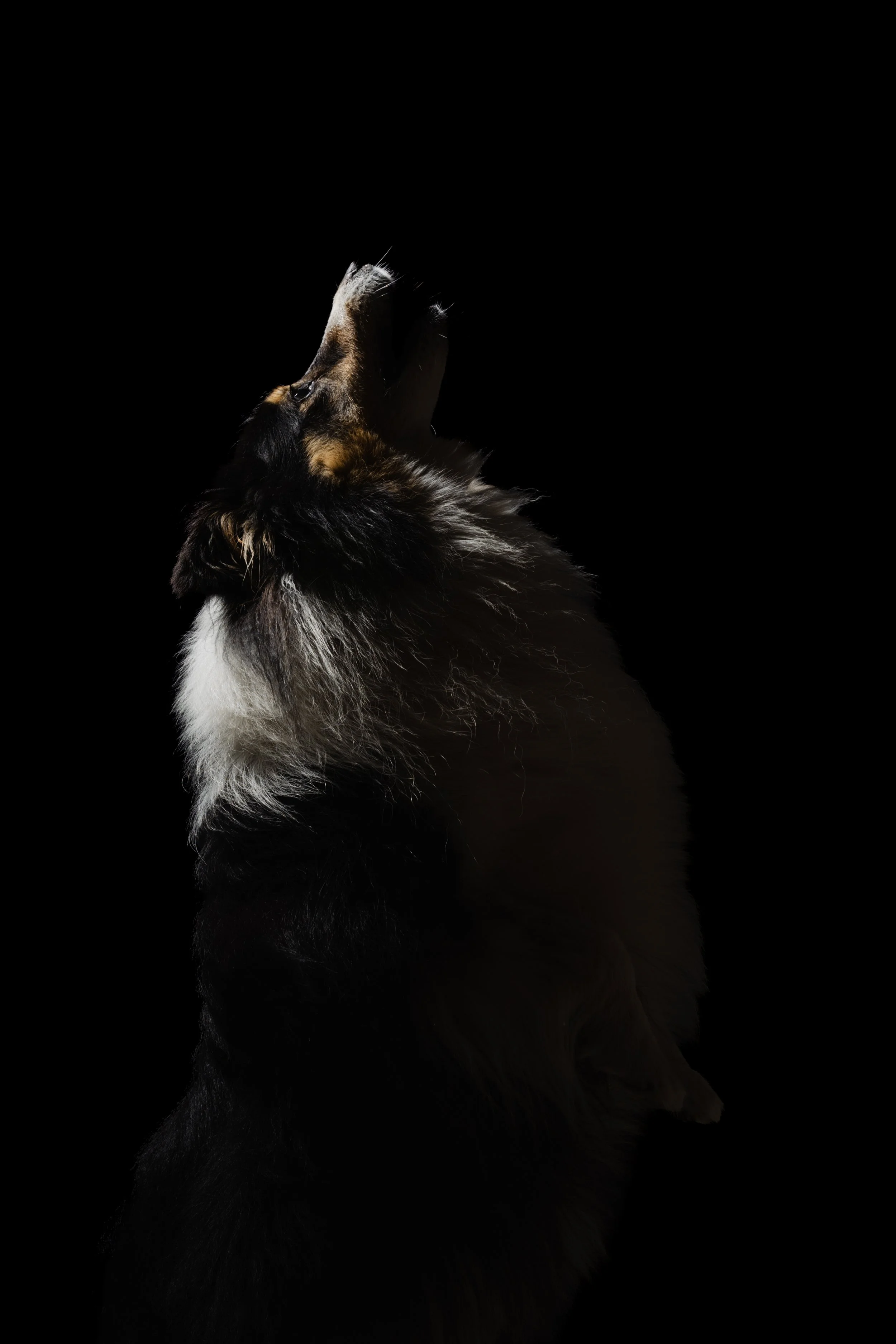 kat fotografie fine art canvas wall art honden studio aan huis fluffy faces by cindy vanderlinden