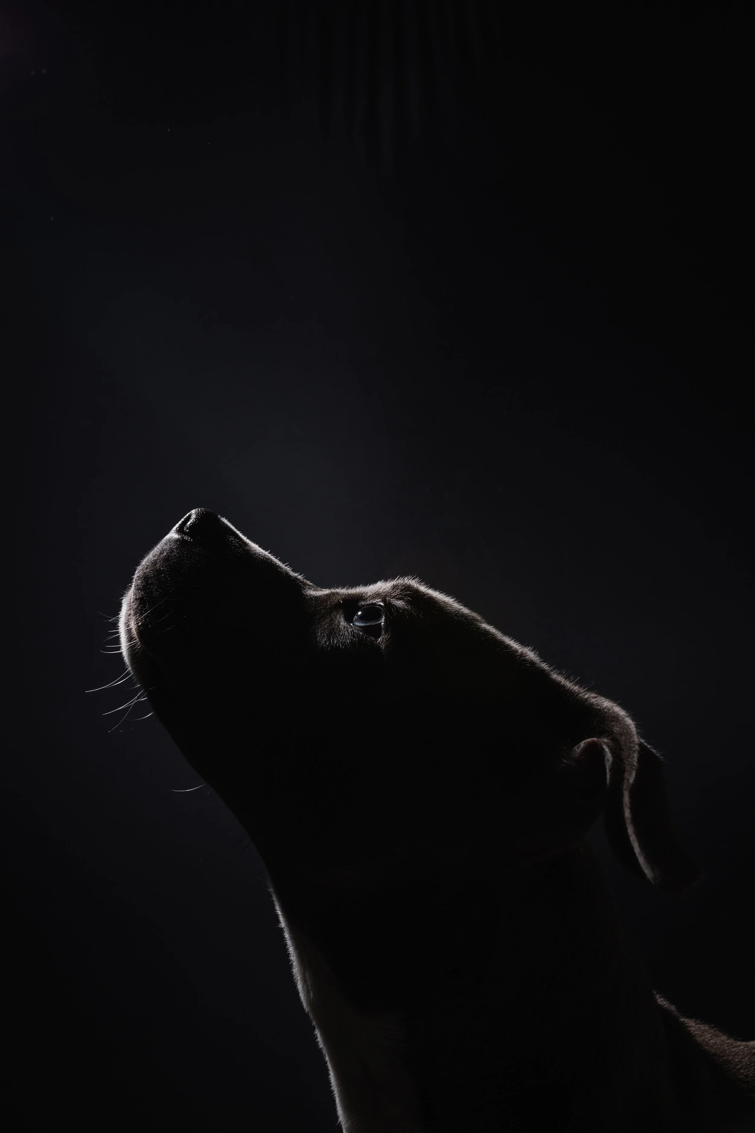 kat fotografie fine art canvas wall art honden studio aan huis fluffy faces by cindy vanderlinden
