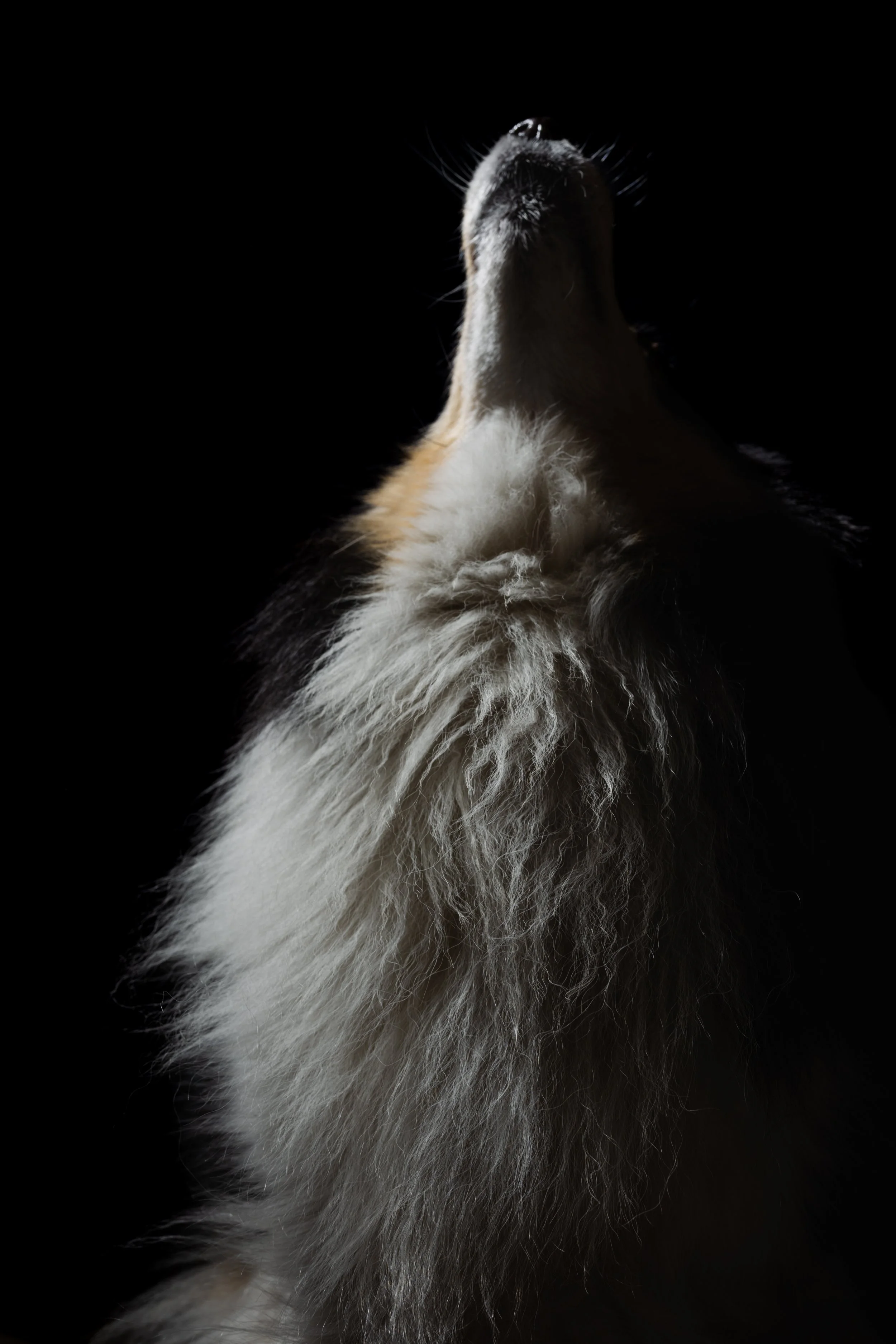 kat fotografie fine art canvas wall art honden studio aan huis fluffy faces by cindy vanderlinden