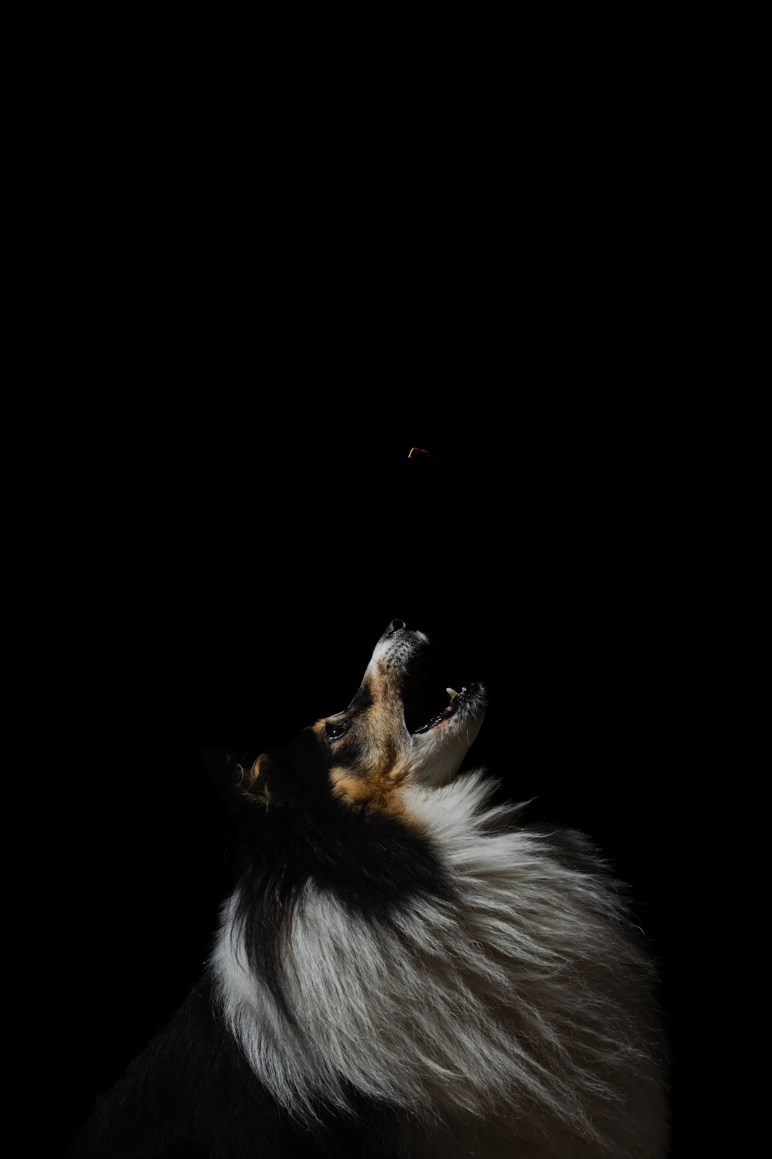 kat fotografie fine art canvas wall art honden studio aan huis fluffy faces by cindy vanderlinden