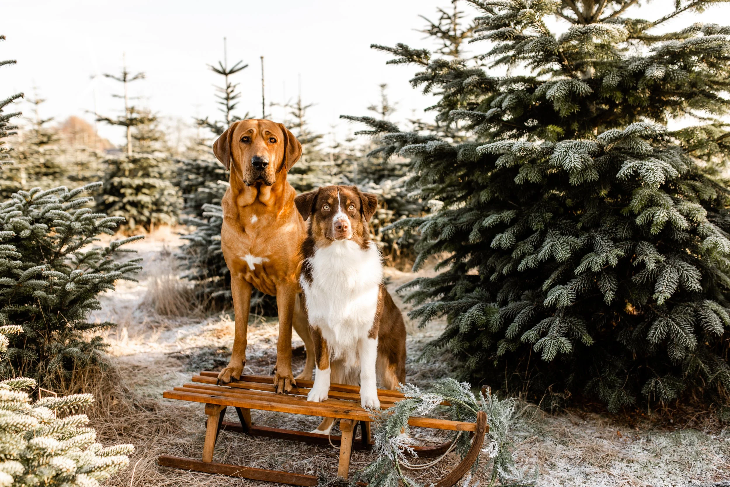 FOTOGRAAF OPGLABBEEK KOPPEL SHOOT GEZIN HONDEN