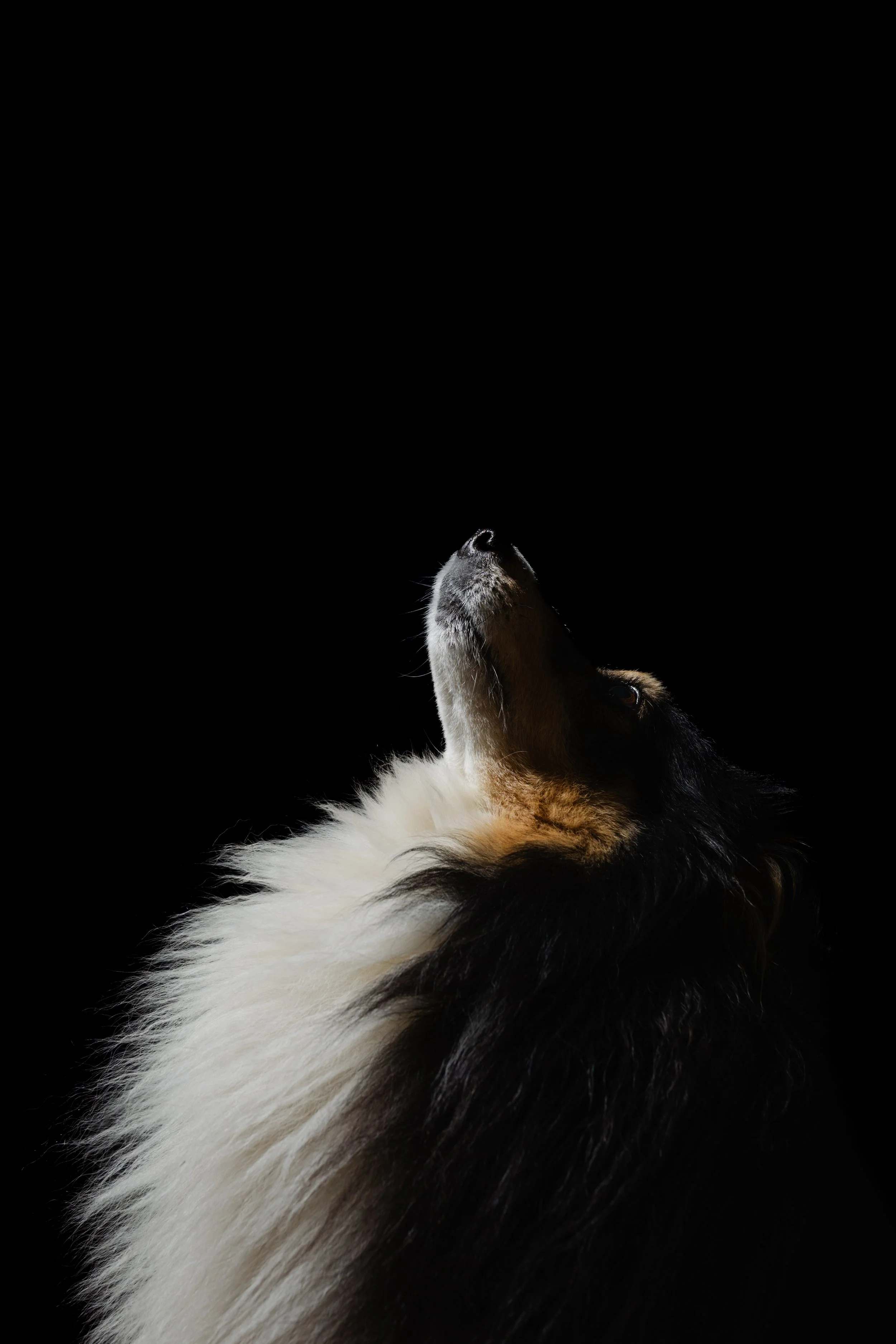 kat fotografie fine art canvas wall art honden studio aan huis fluffy faces by cindy vanderlinden