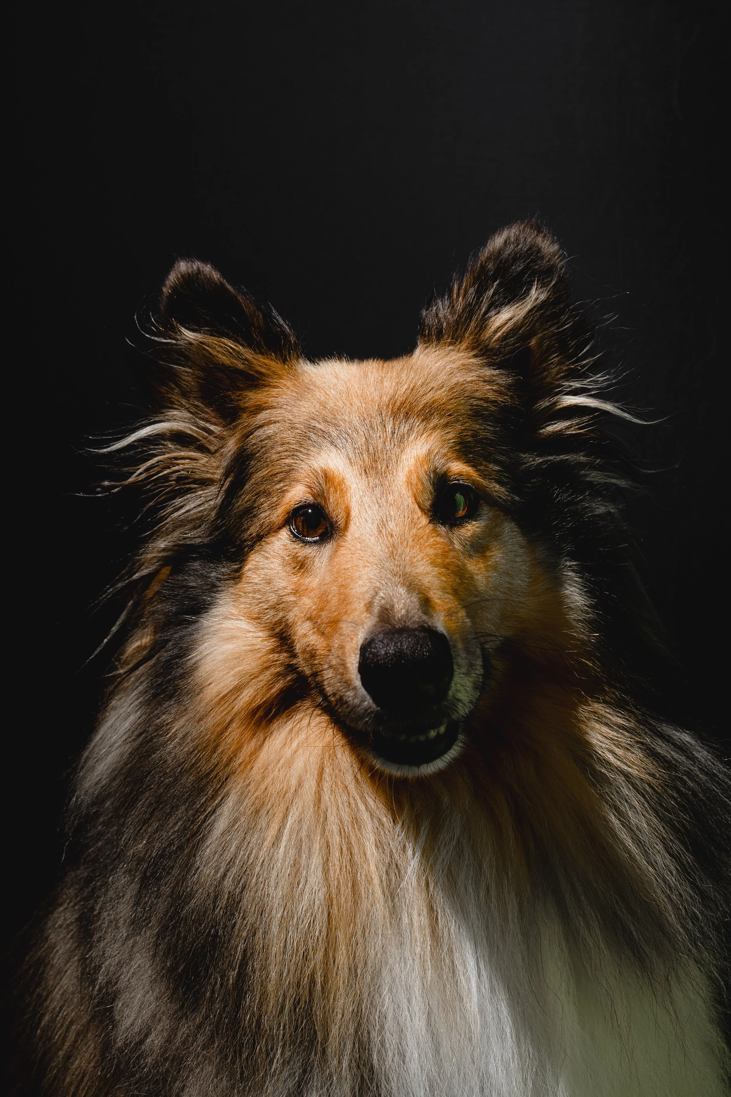 kat fotografie fine art canvas wall art honden studio aan huis fluffy faces by cindy vanderlinden