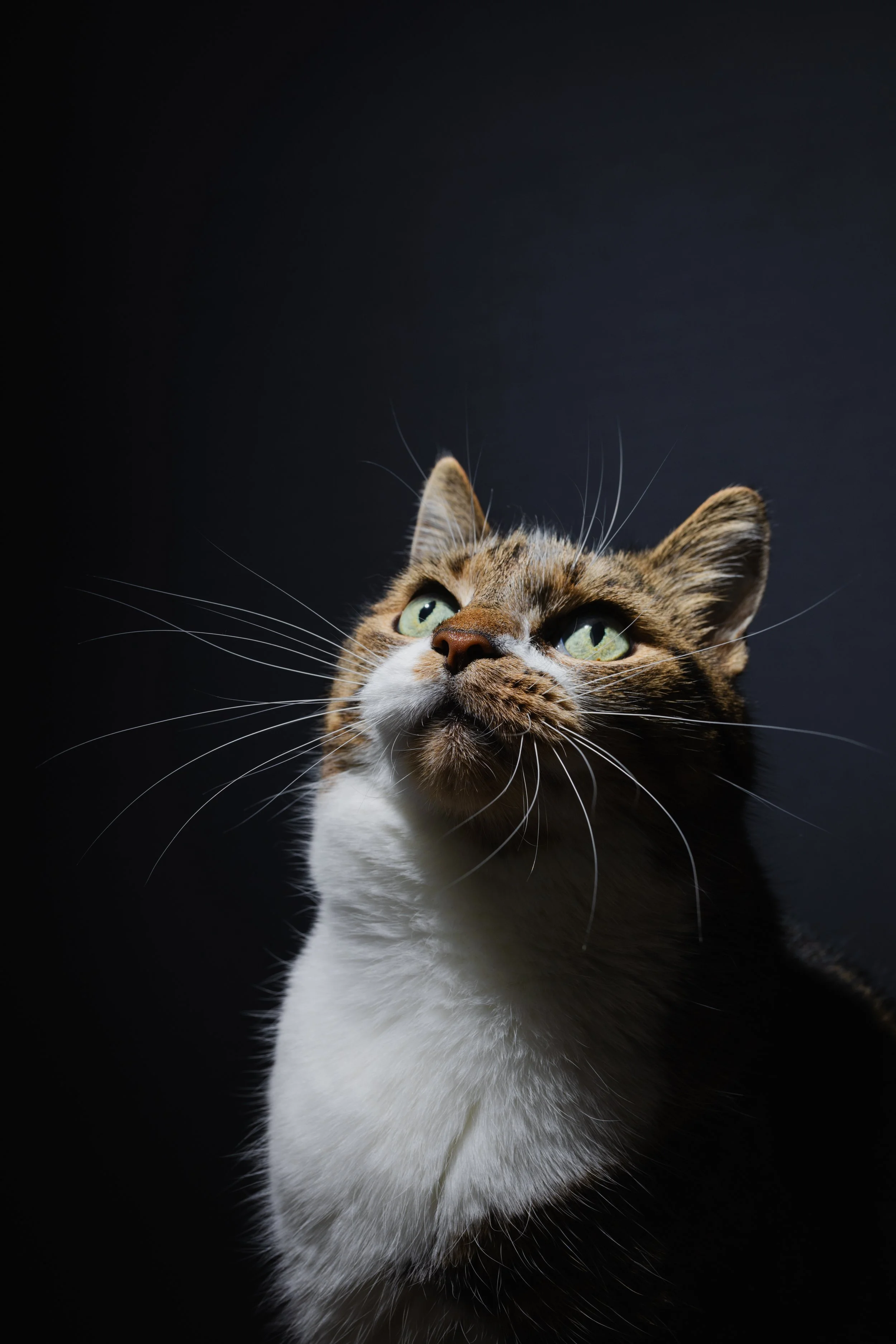 kat fotografie fine art canvas wall art honden studio aan huis fluffy faces by cindy vanderlinden