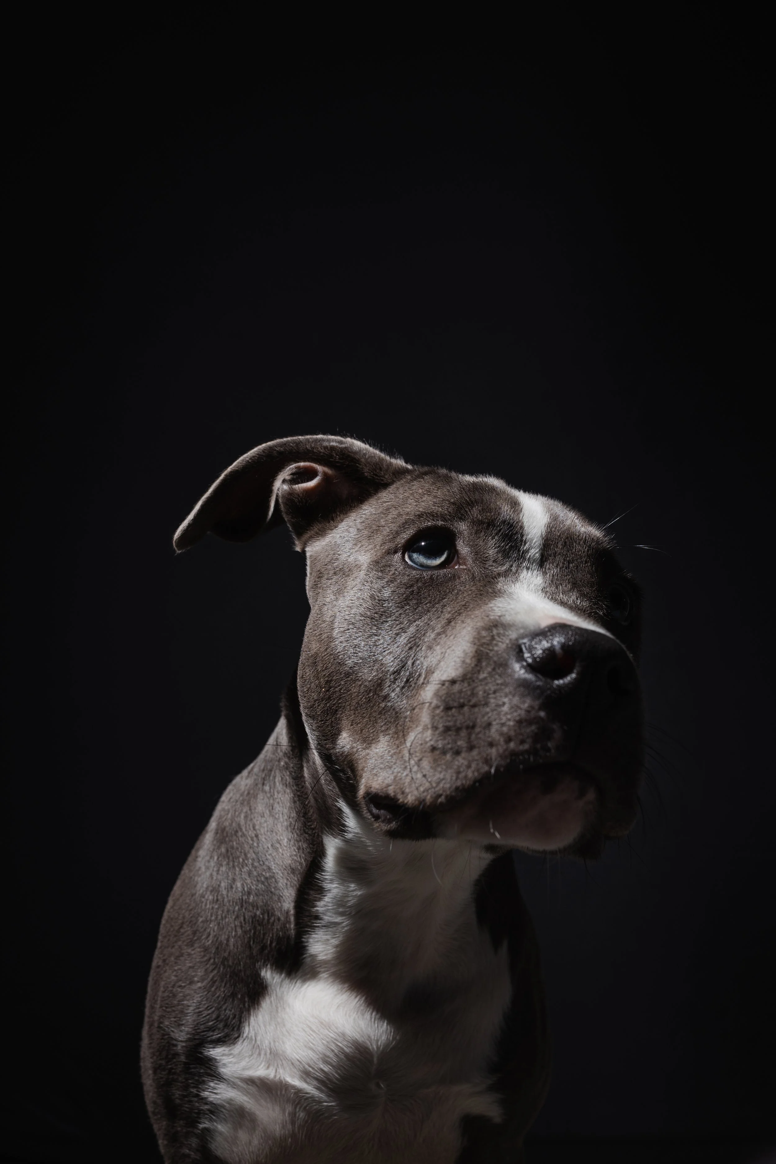 kat fotografie fine art canvas wall art honden studio aan huis fluffy faces by cindy vanderlinden