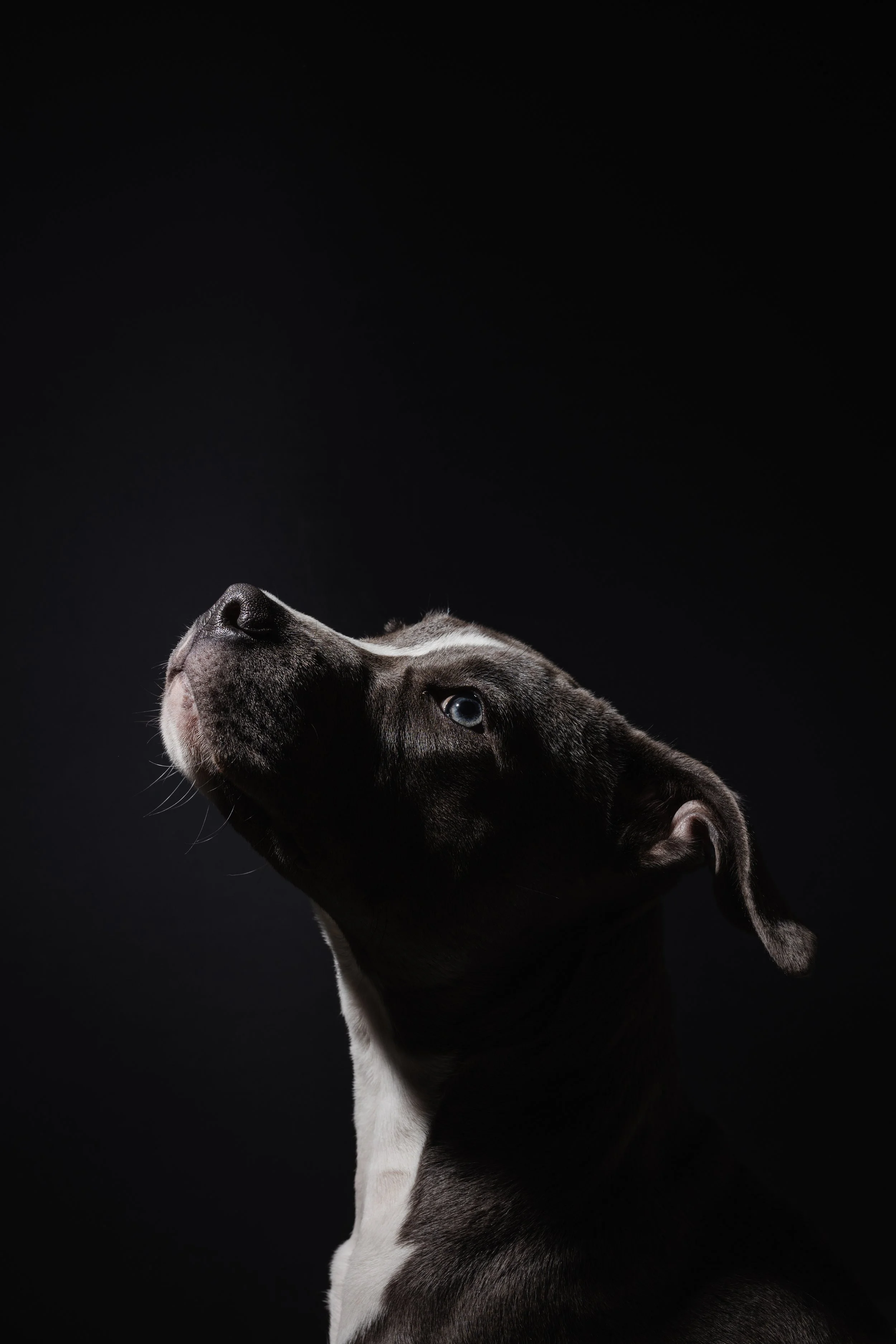 kat fotografie fine art canvas wall art honden studio aan huis fluffy faces by cindy vanderlinden