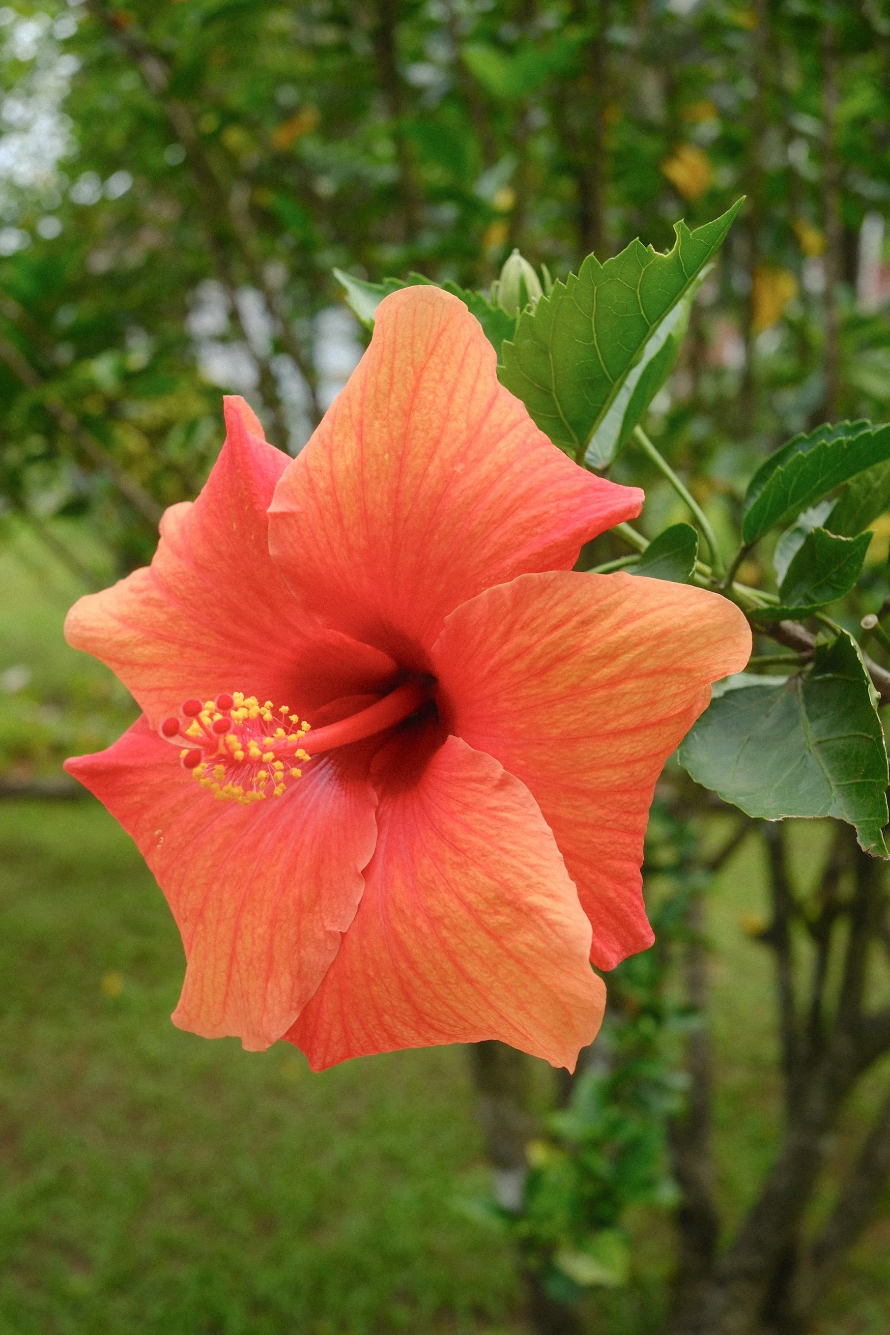 DSCF1285.jpg
