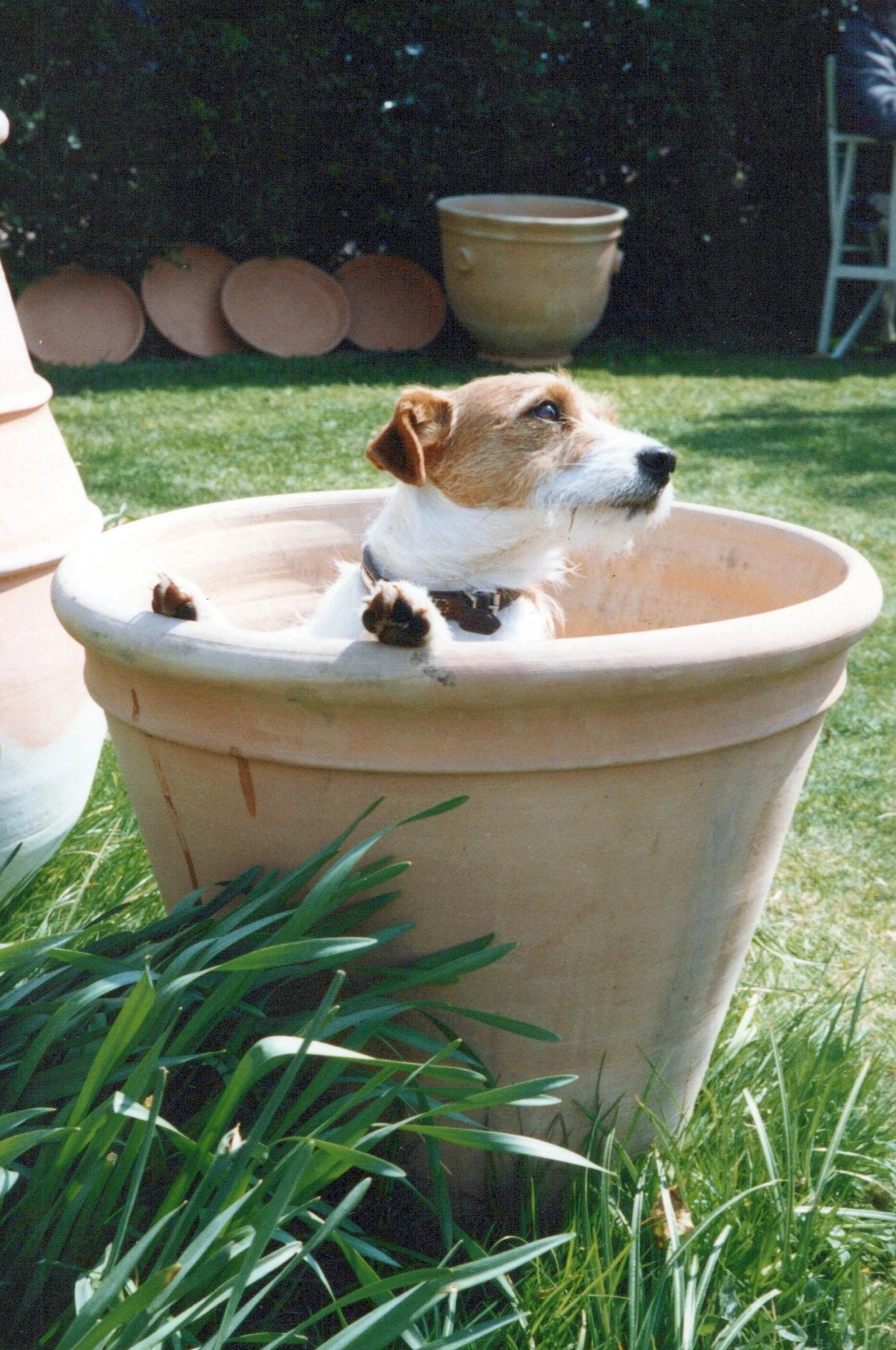 Percy in the Banana - crafted 1998, captured 1998.