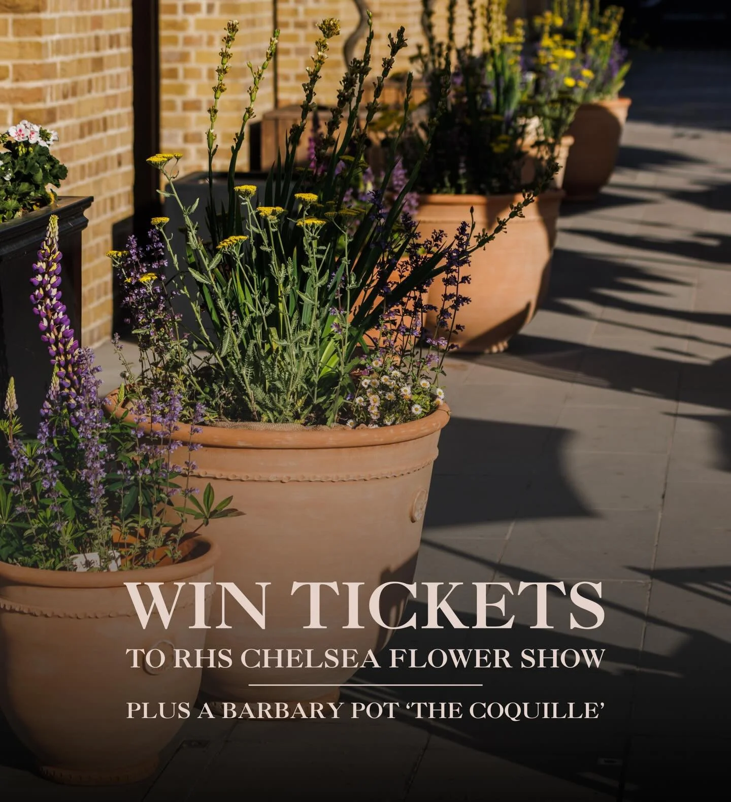 WIN A PAIR OF RHS CHELSEA FLOWER SHOW TICKETS 

+ A BARBARY POT 🎟️🏆🪴

We&rsquo;re giving one lucky winner the chance to win the ultimate garden experience with a pair of tickets to @the_rhs Chelsea Flower Show 🌸🌼

PLUS the finishing piece for yo