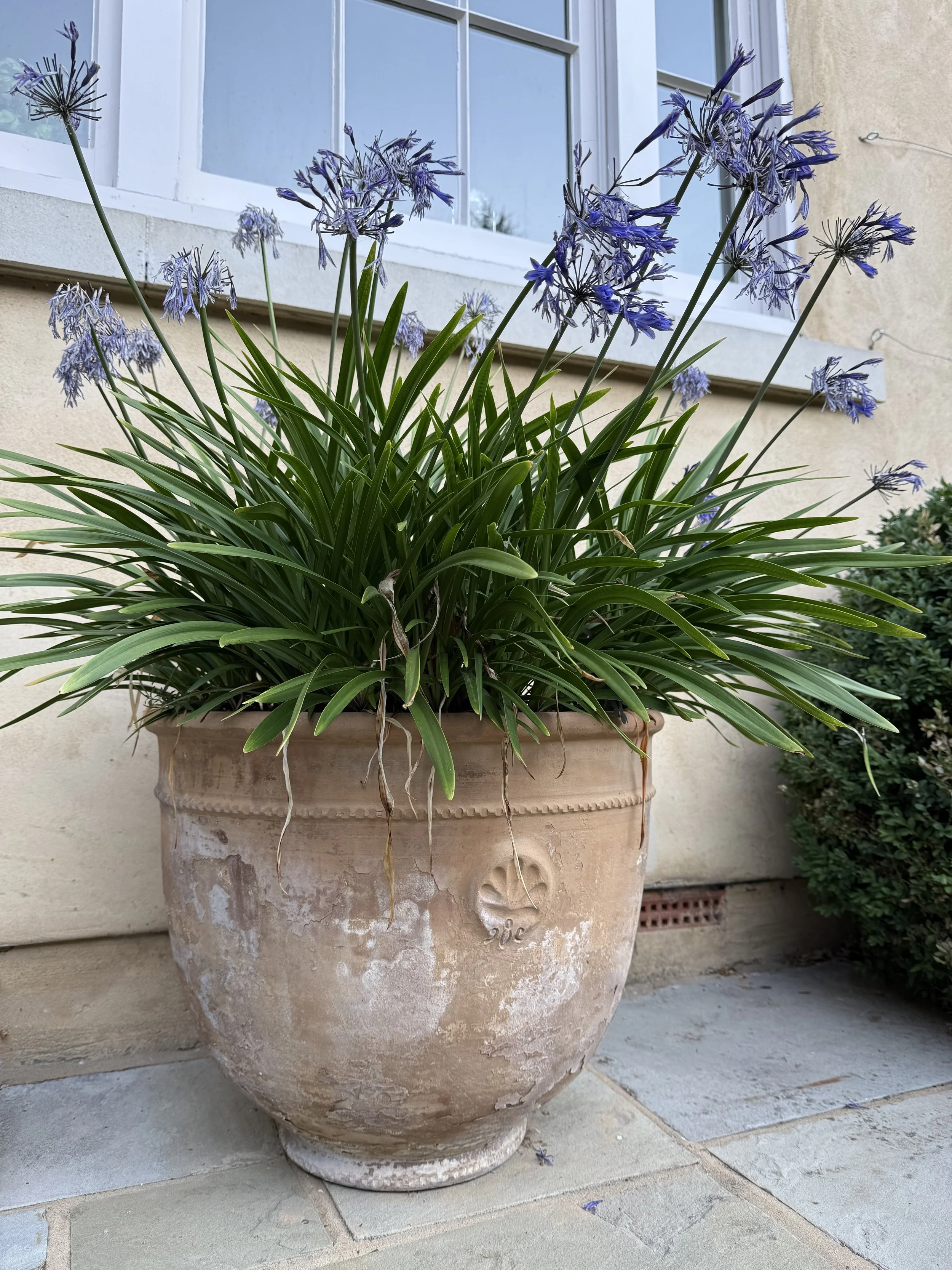 The Coquille - crafted 1995, captured 2025.
