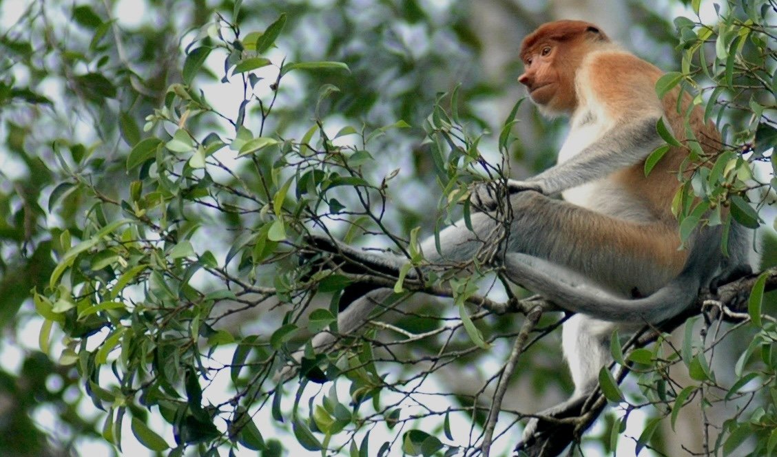proboscis3 copy.jpg