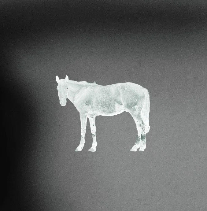 A negative or inverted photograph of a horse standing on a plain background.