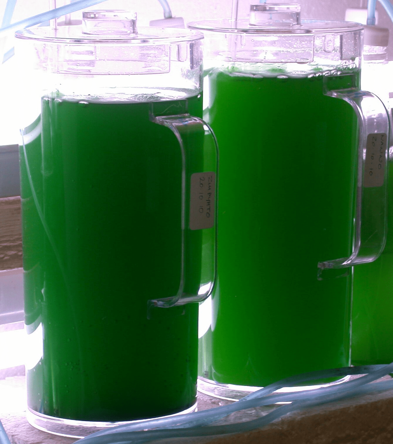live-marine-nannochloropsis-microalgae-starter-culture-1244-p.png