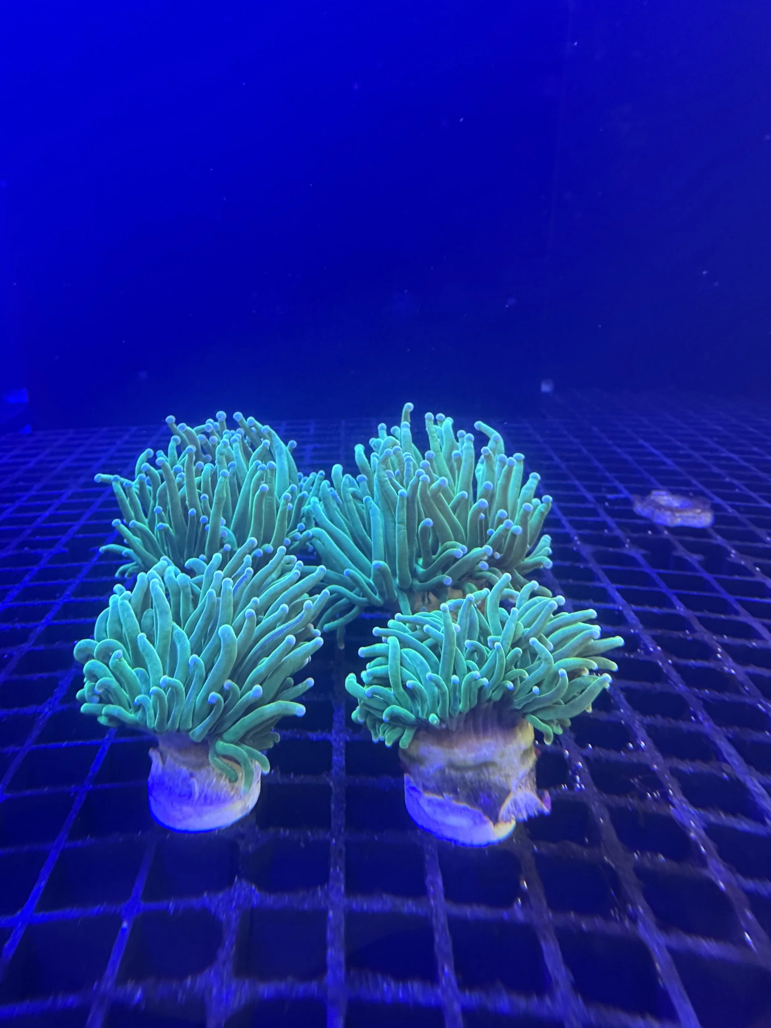 Euphyllia glabrescens LPS  coral