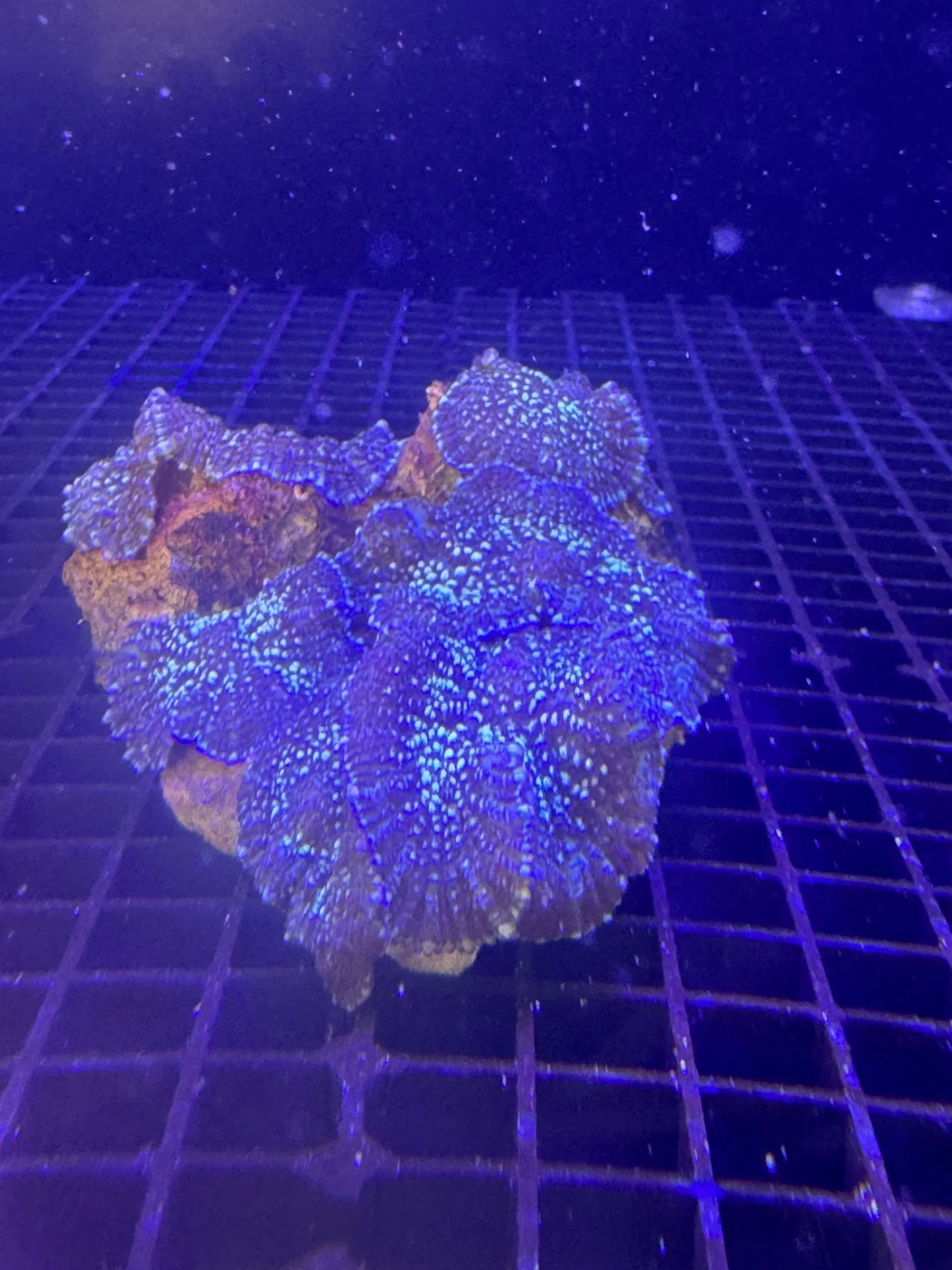 mushroom