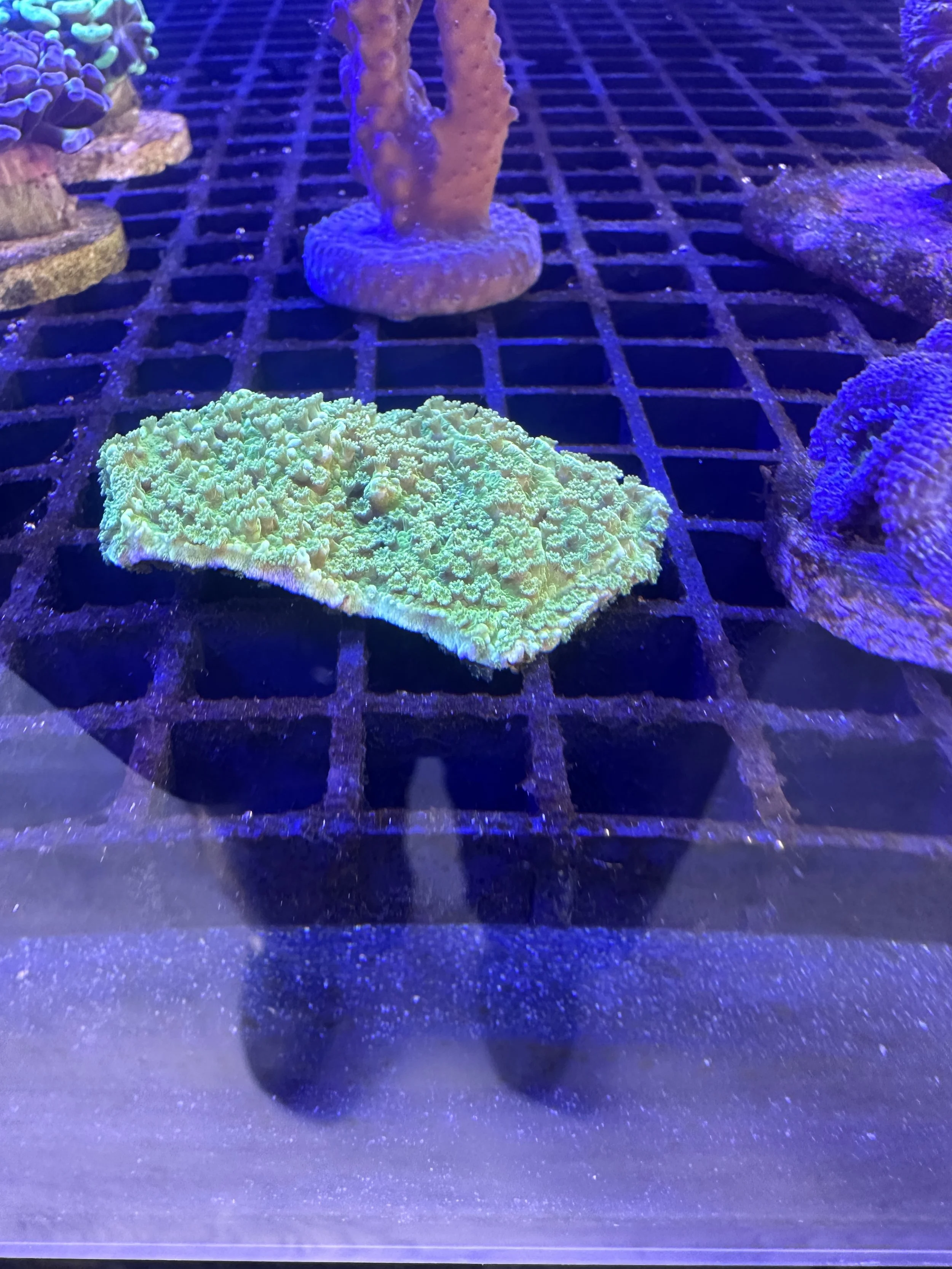 green montipora