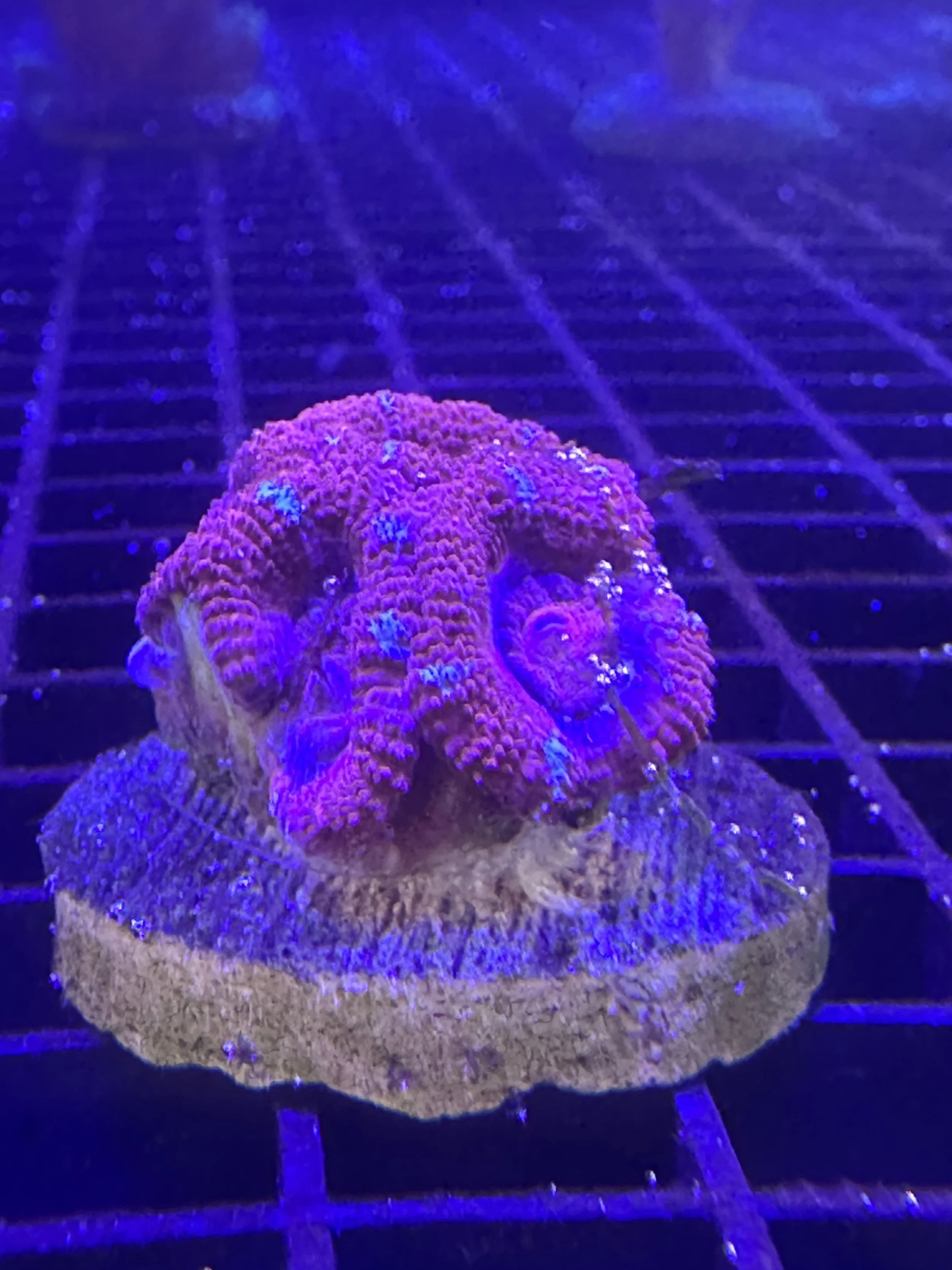 Blastomussa Coral