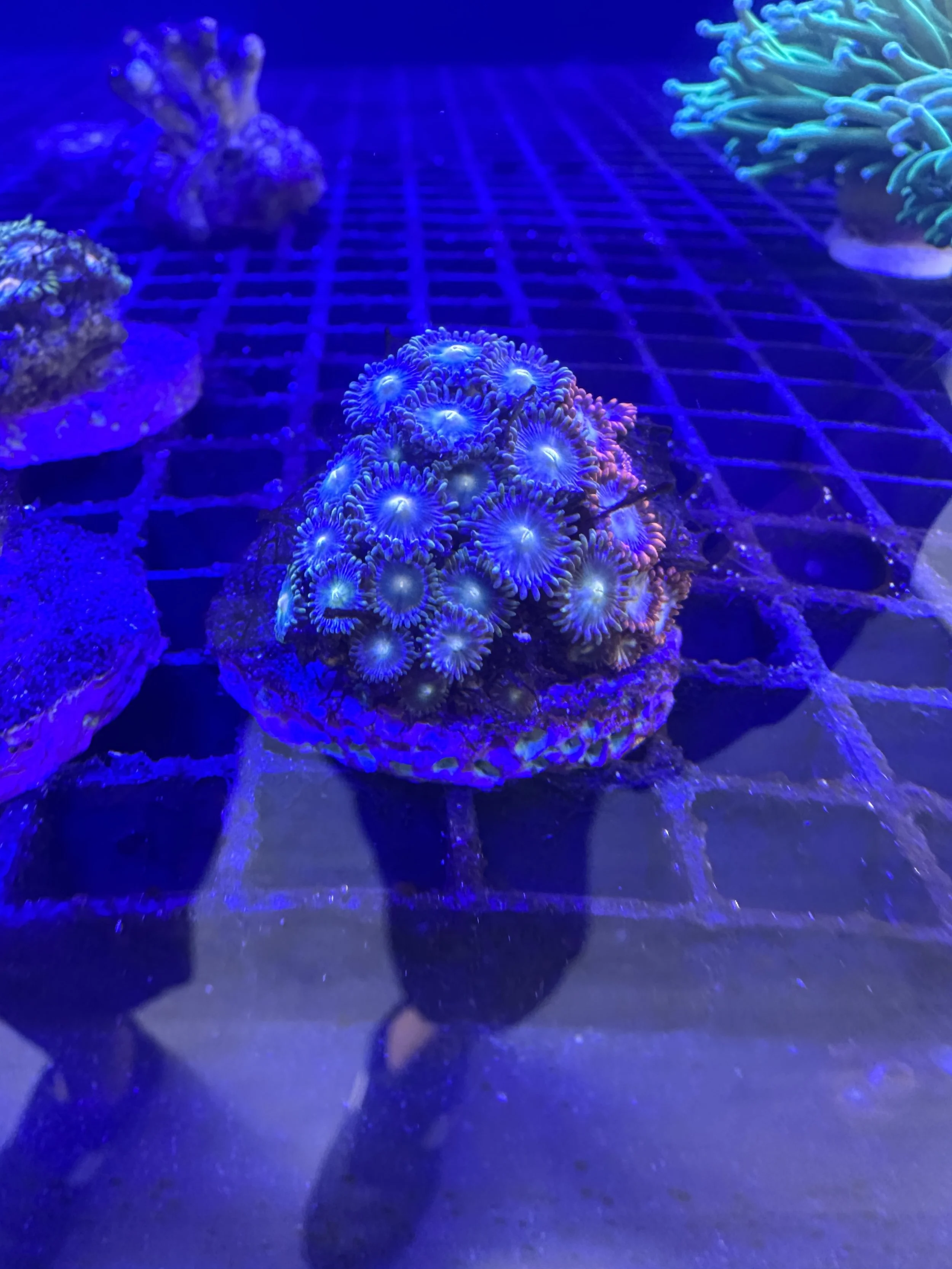 zoas