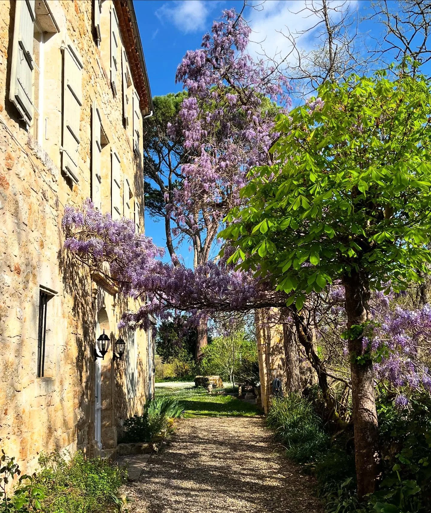 Spring vibes at Château de Pléhaut 💜#châteaudepléhaut #wisteria