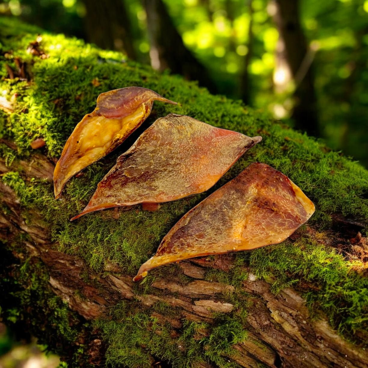 Beef Cartilage (Moon Bones)