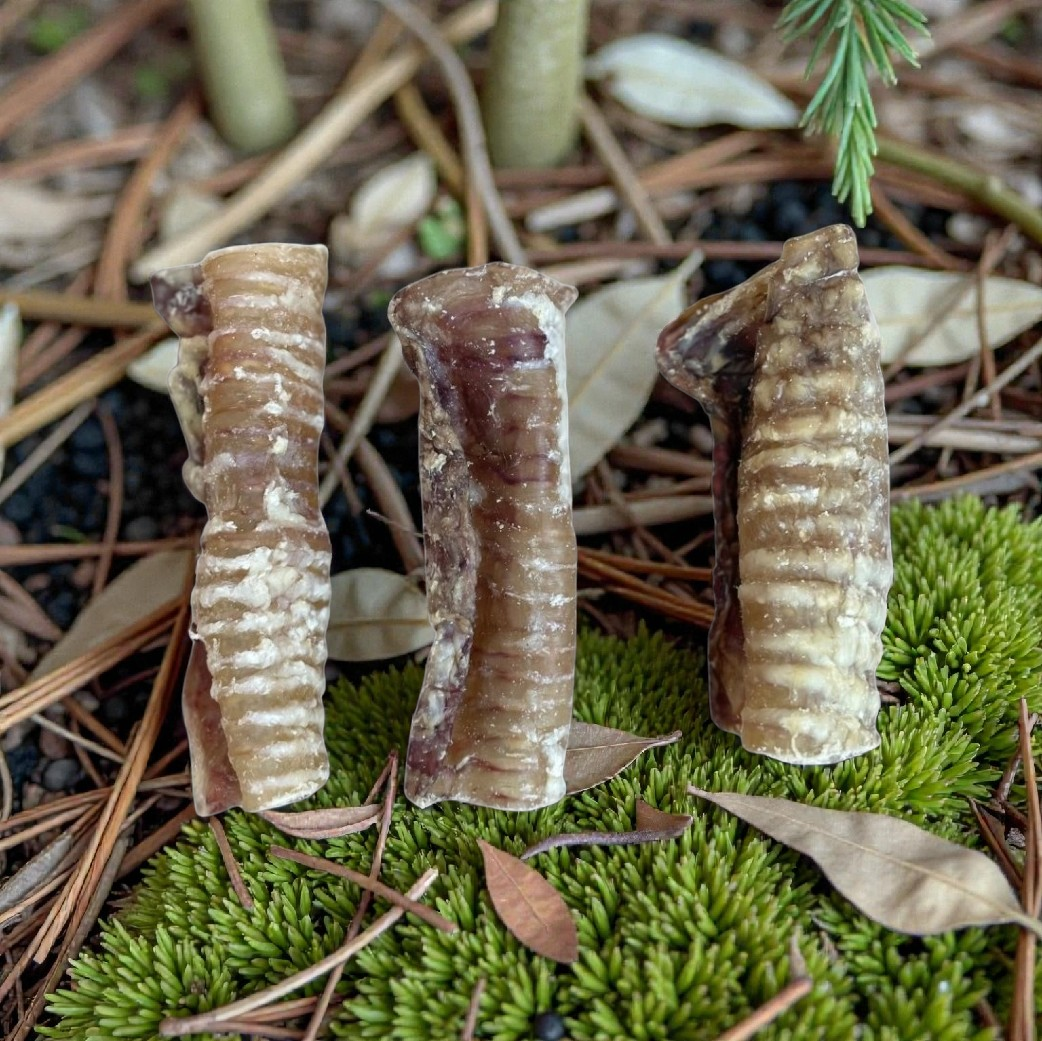 Beef Trachea 12cm