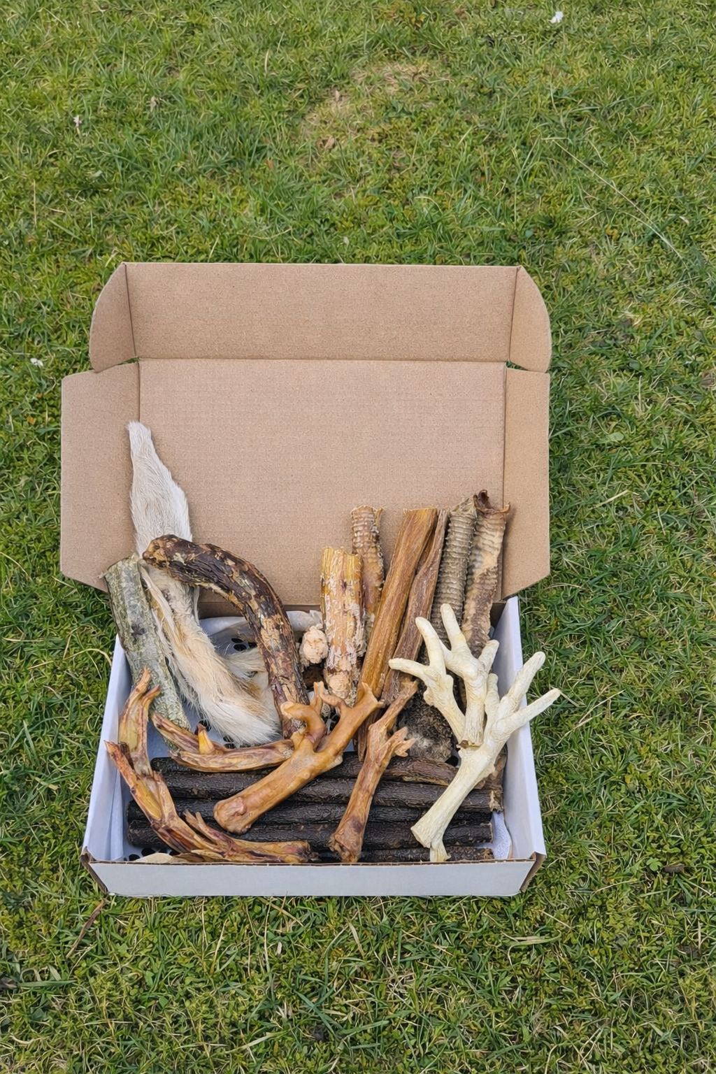 Puppy Box (Medium)