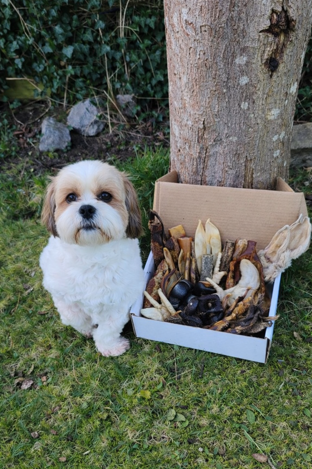 'Loki' Treat Box (Large)