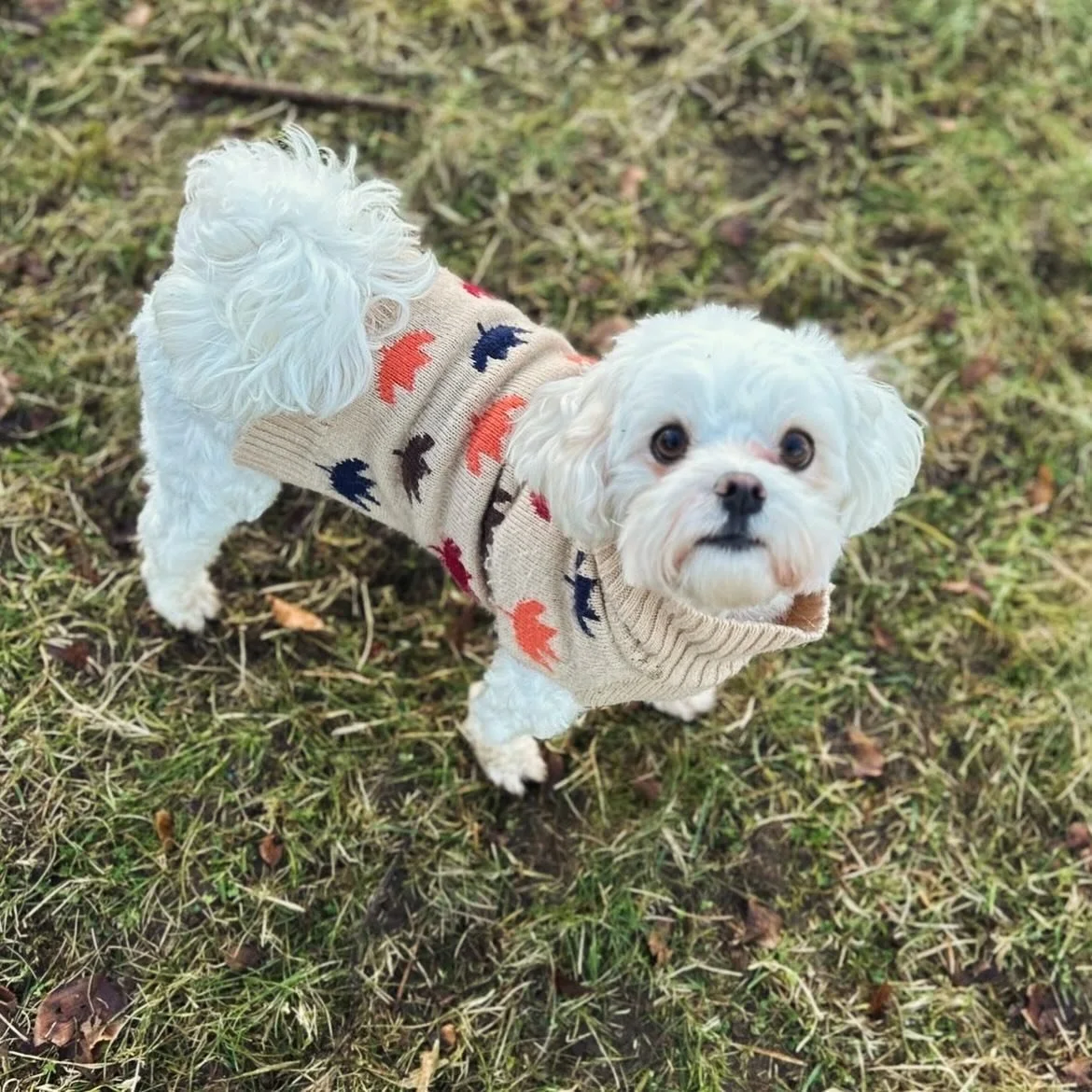 Full fart fra start til slutt, med masse lek for alle de firbeinte 😆🐾🐾