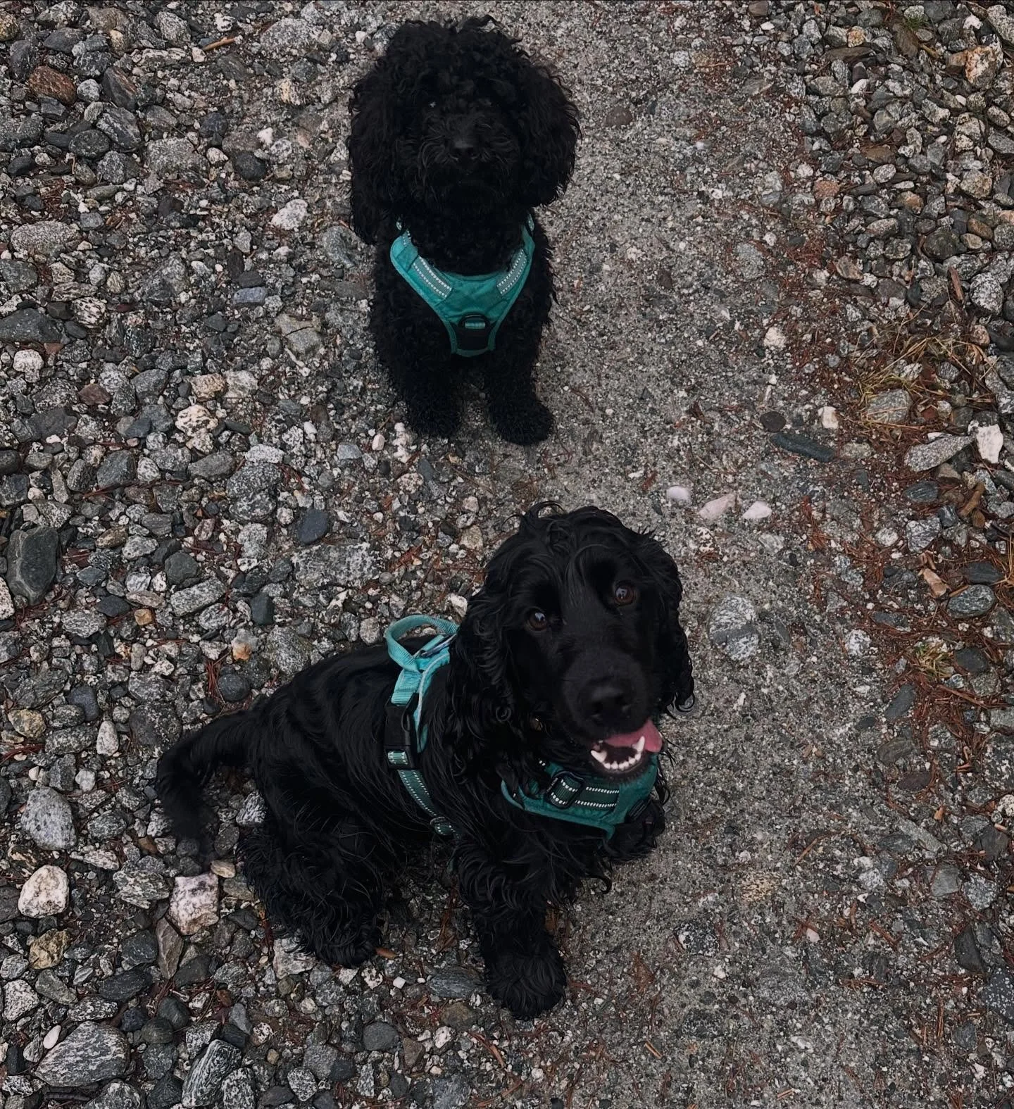 Fineste onsdagsklubben p&aring; lang tur i Hausdalen 🥰🐾🐾