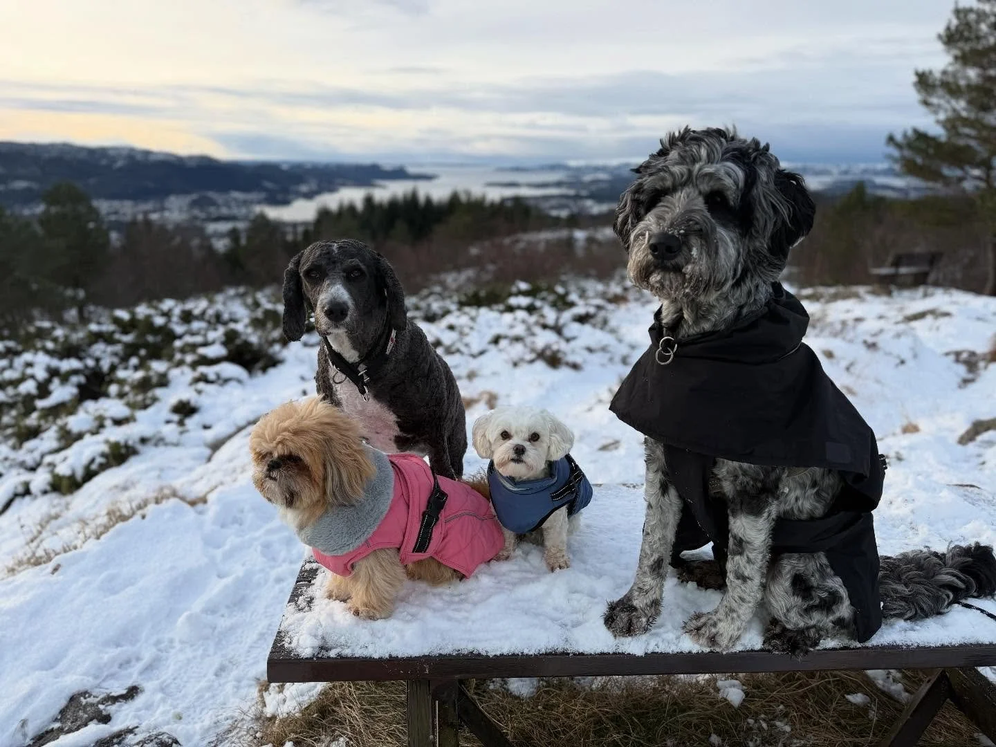 Mye sykdom s&aring; vi var bare 4 i barnehagen idag. Ekstra mye tid til trening! Flokken var s&aring; flink til b&aring;de passering og &aring; g&aring; fint! @ludvikpippison mener det ikke var nok kasting av pinner&hellip; men likevel er alle slitne