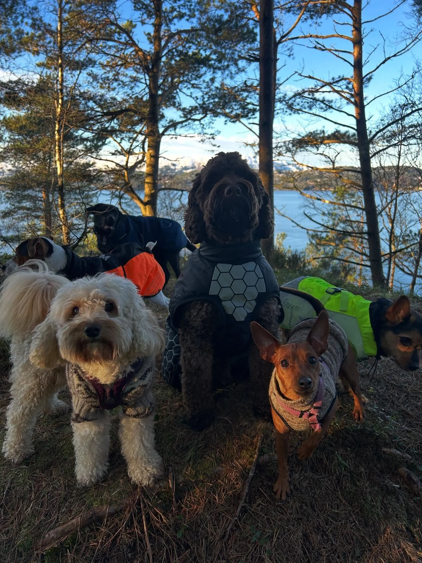 Lek kos og trening p&aring; Flesland i dag! 🥰🎓🐶