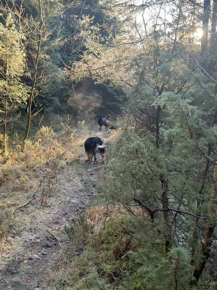 Magisk i skogen i dag ❤️🧚&zwj;♂️🐕🐩