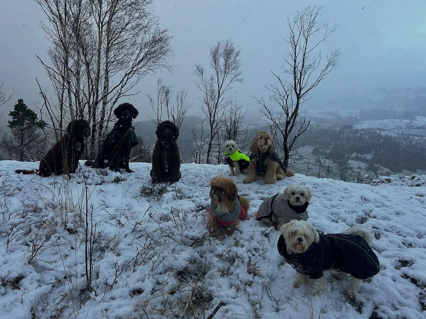 Har du v&aelig;rt p&aring; fjellet p&aring; Kaland i dag? Nei? Da er disse hundene kulere enn deg&hellip; syns vi 😎🥰