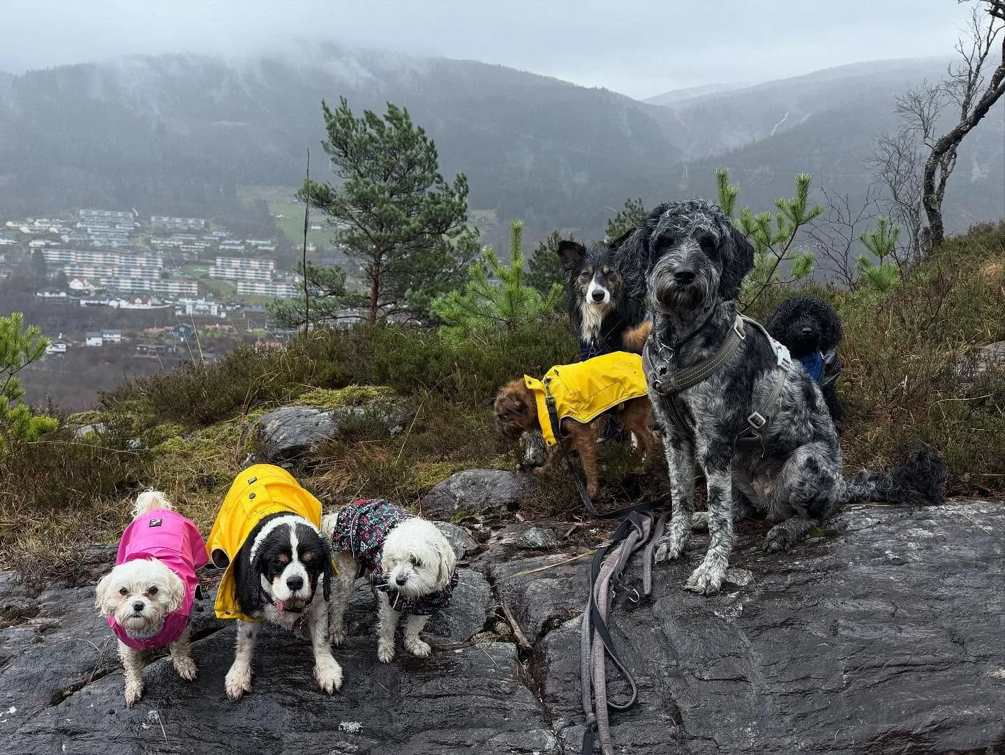Det regnet i dag&hellip; bare s&aring; du vet det! ❤️🐶🌧️