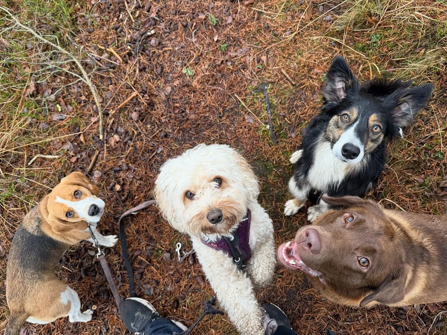 Menneskene fors&oslash;kte seg p&aring; gruppebilde i dag men det ble demokratisk nedstemt 😂🐶 men fy s&oslash;ren s&aring; mye g&oslash;y det var likevel! 🥰