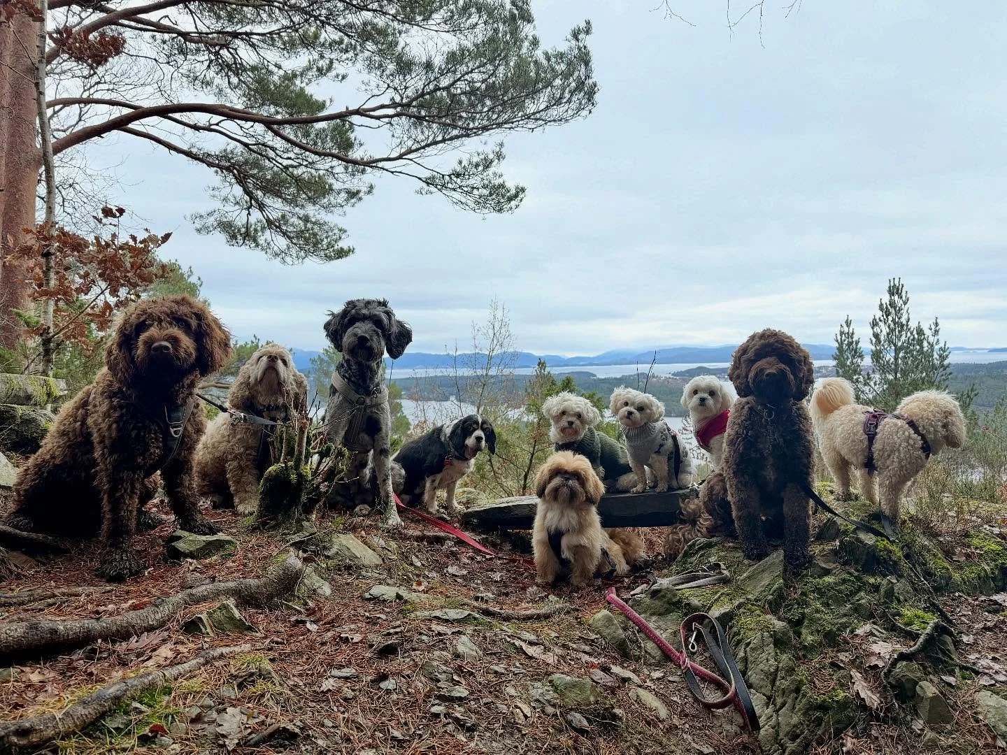 10 stk opp p&aring; fjellet p&aring; Os i dag 🥰 litt gj&oslash;rme og mye godbiter gjorde at alt var verdt det!