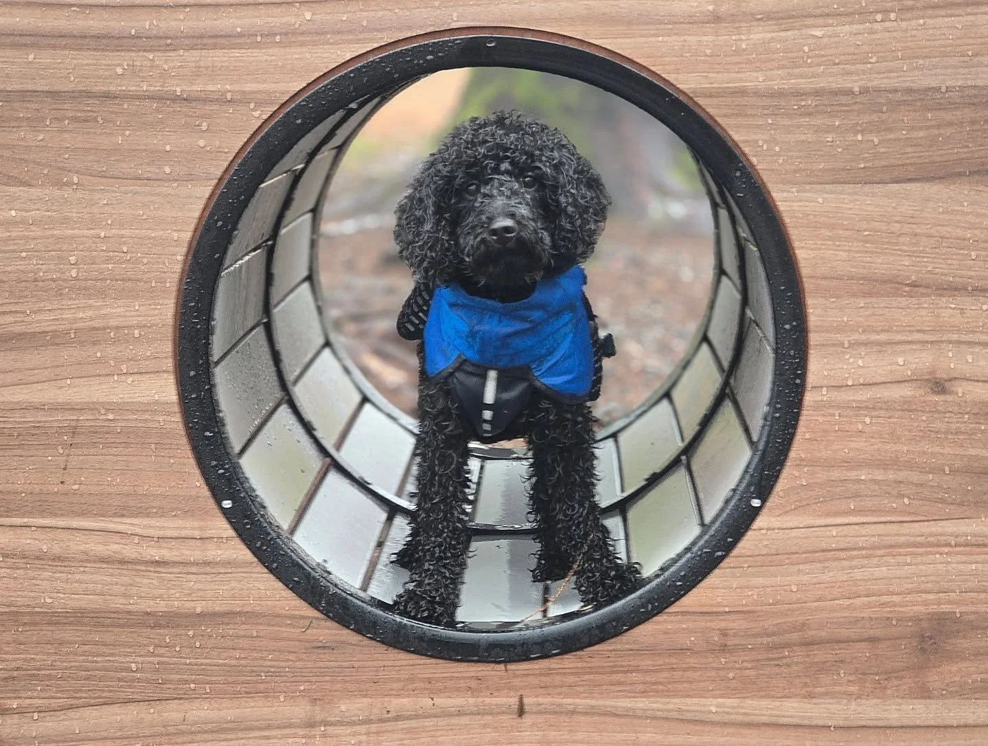 Velkommen til denne nye valpen😊❤️&zwj;🔥