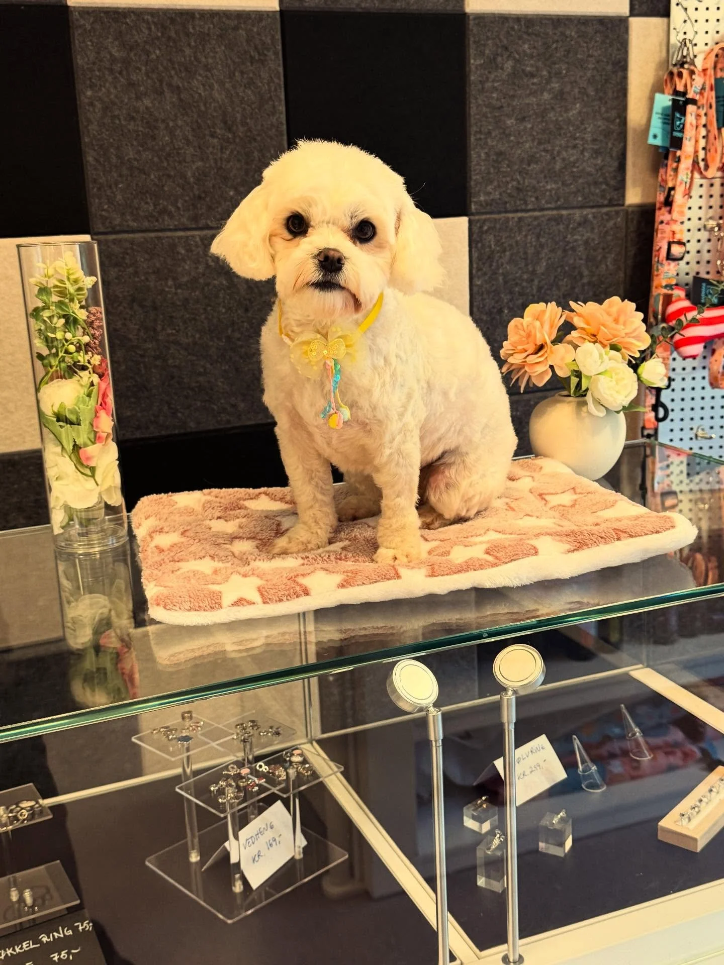 Jeg er en stjerne 🤩🤩🌟🌟❤️❤️❤️