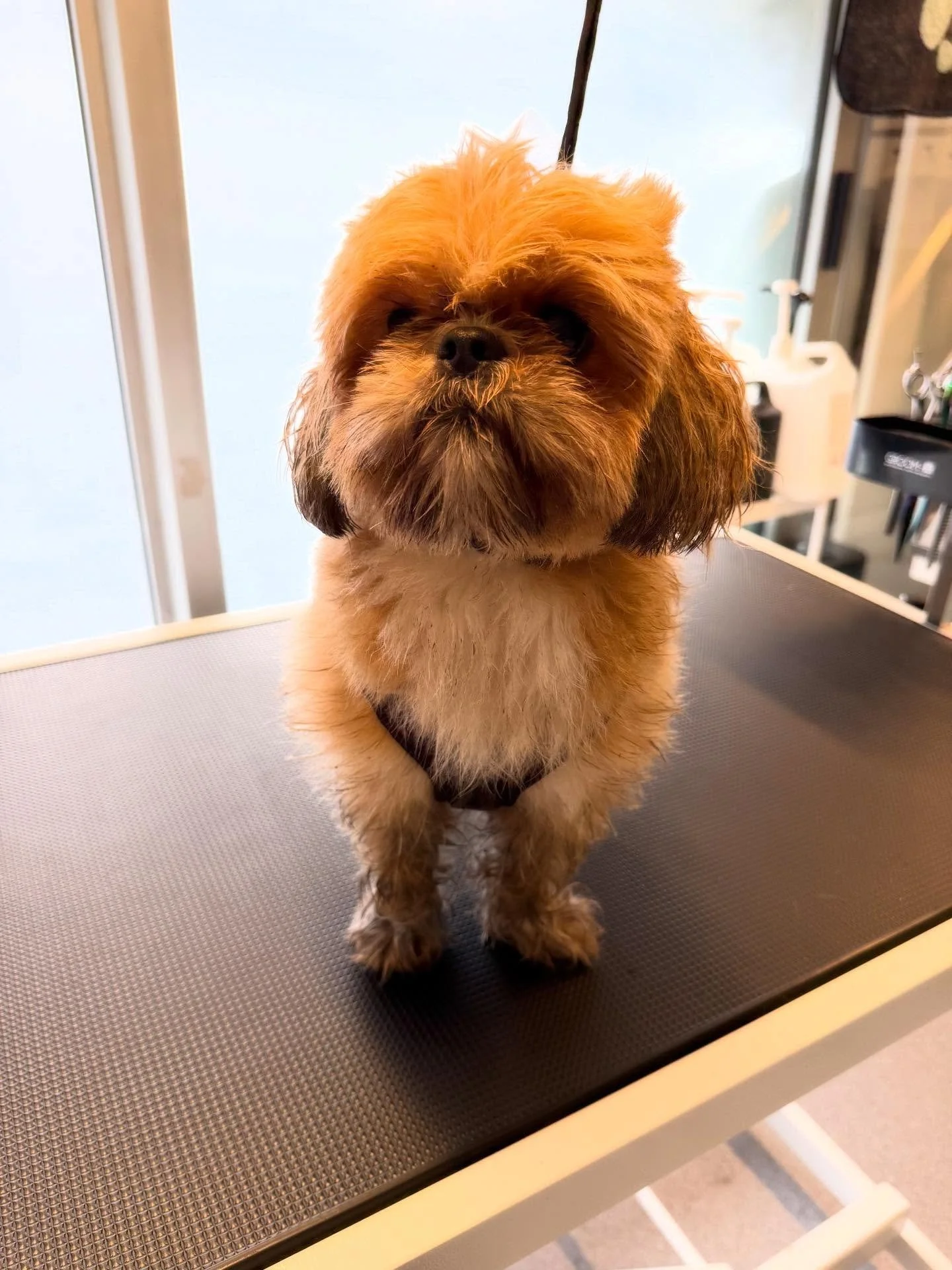 Moren min elsket meg 🥰🥰🥰💕💕❤️🐾🐾