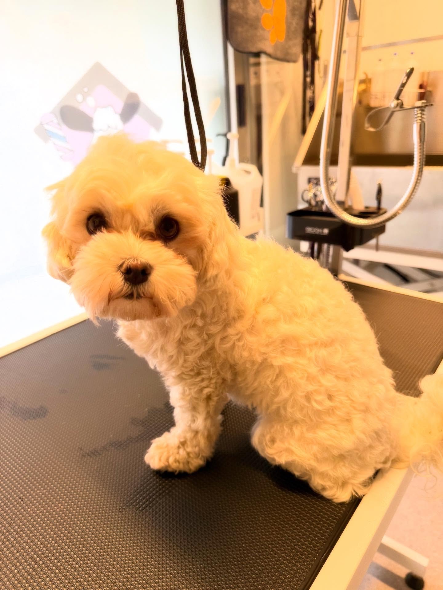 💕💕💕💕🐾🐾🐾