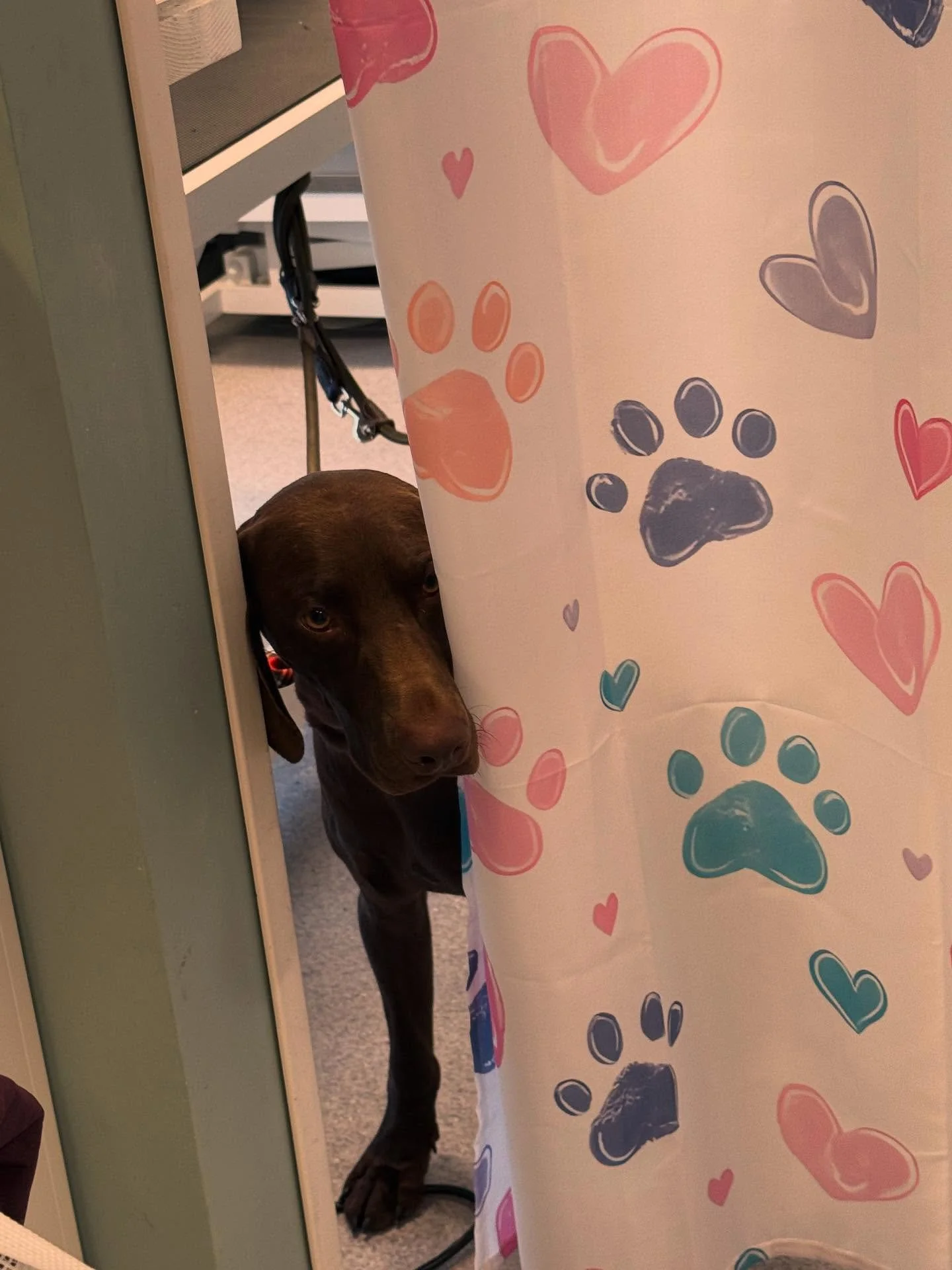 Hva ?? Jeg tar et bad 🐕&zwj;🦺🐾🚿🚿🚿🛁🛁❤️