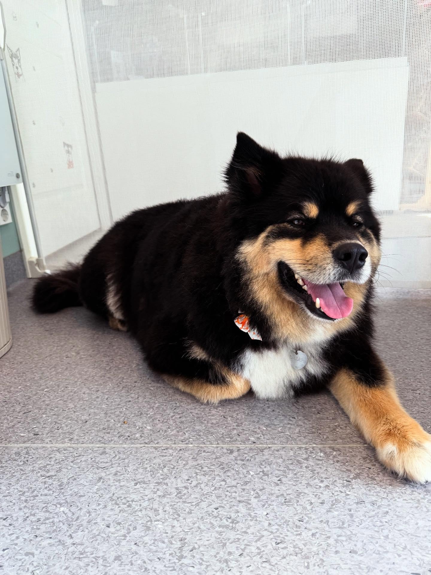 Bergen Hundefris&oslash;r ❤️❤️❤️