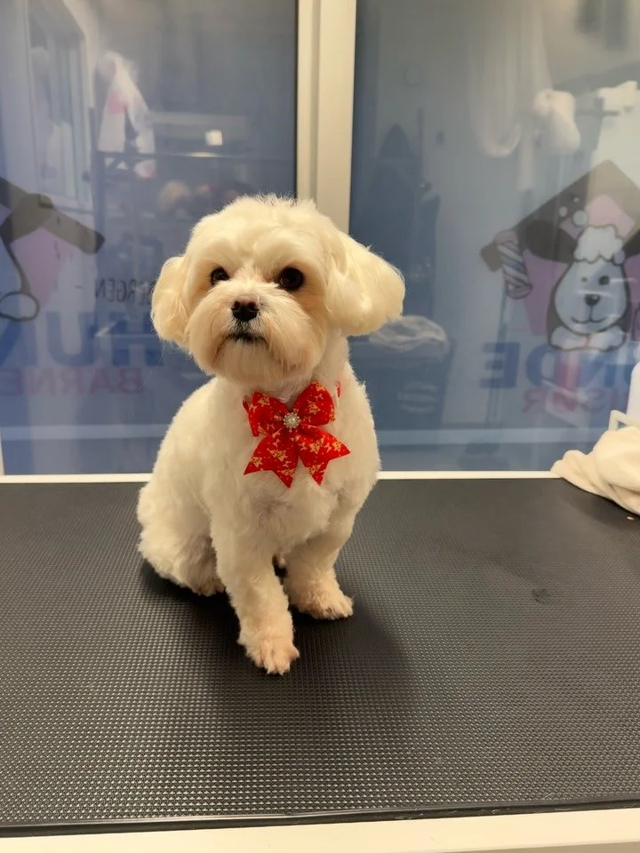 Jingle Bells 🔔 🔔🔔🔔🔔❤️❤️❤️❤️